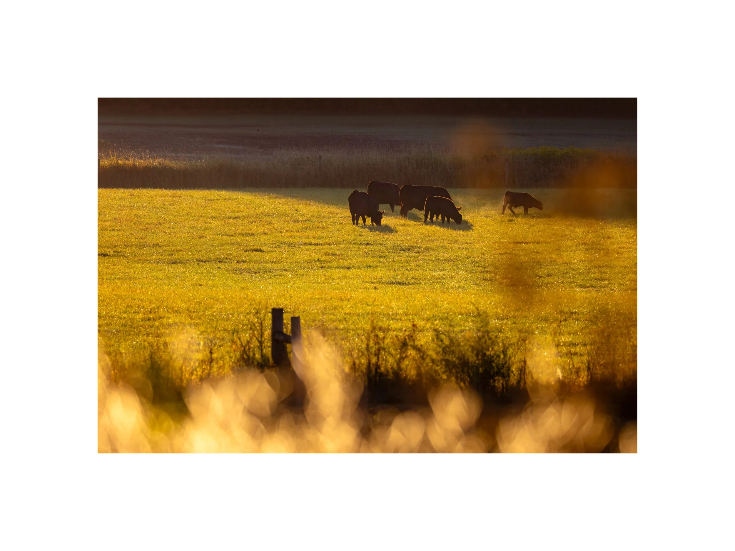 IMGF9164 12x16 2.125 CAT.jpg