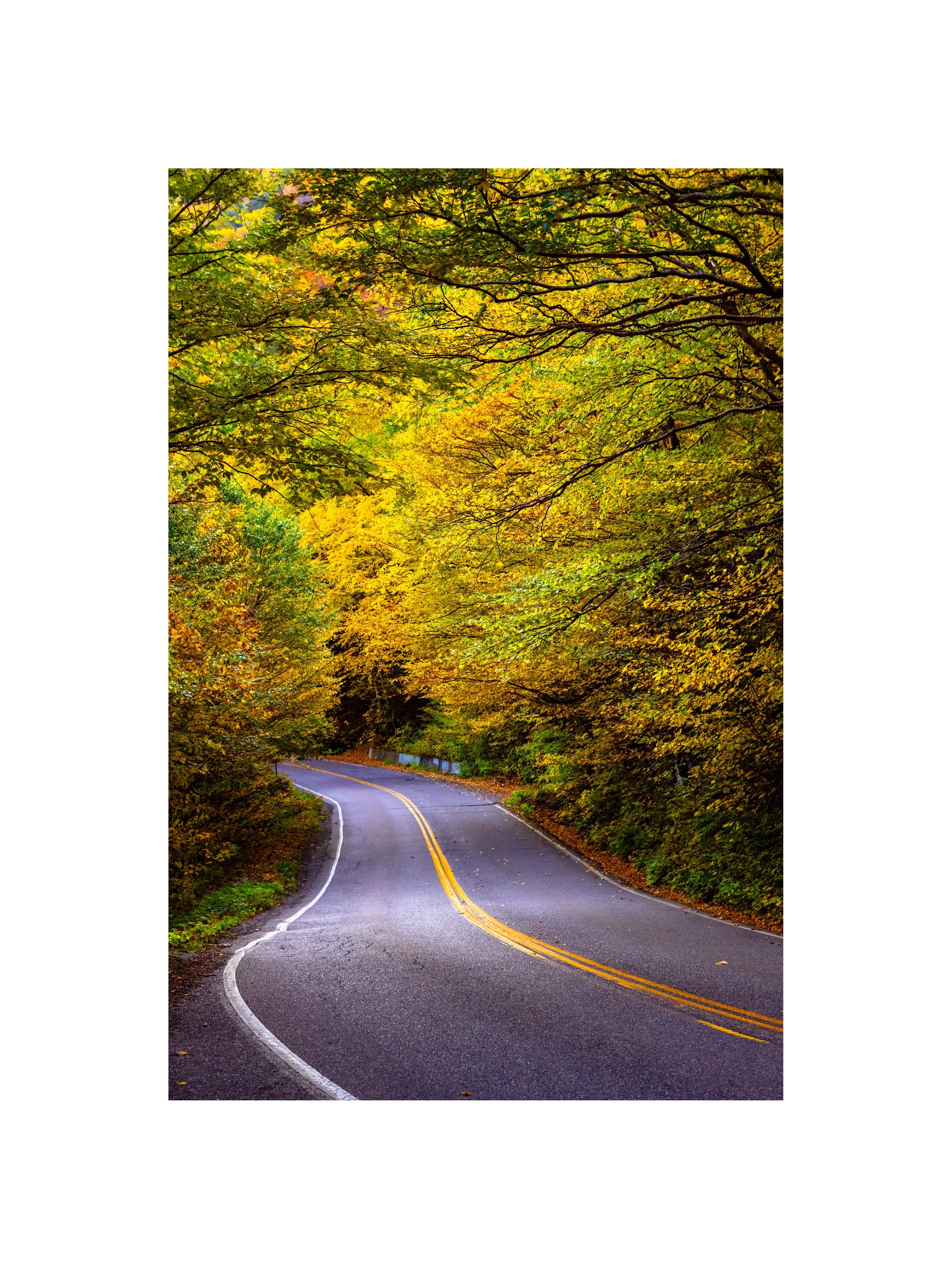 IMGG3002 16x12 2.125 CAT-L.jpg