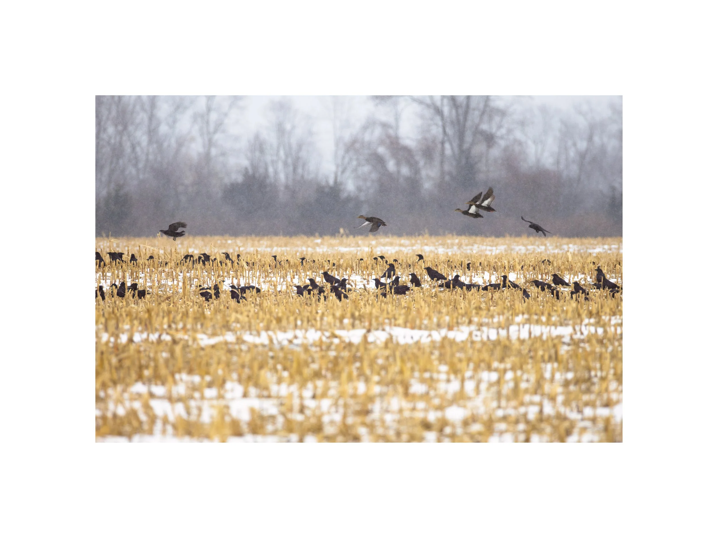 IMGE9166 12X16 2.125 CAT.jpg