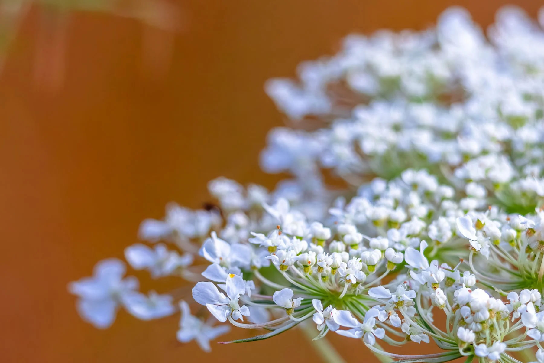IMGB9781 B 4X6 POSTCARD CAT.jpg