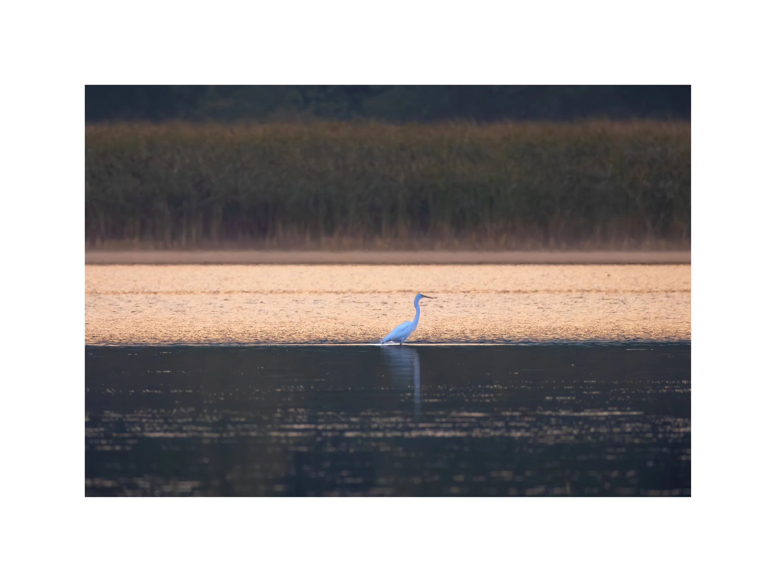 IMGG1945 18x24 2.625 CAT-L.jpg