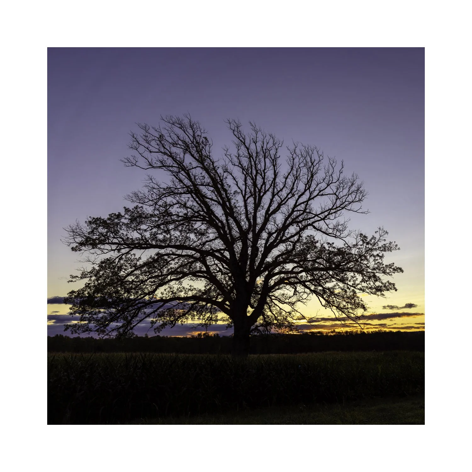 IMGF8981 5x5 0.5 CAT.jpg