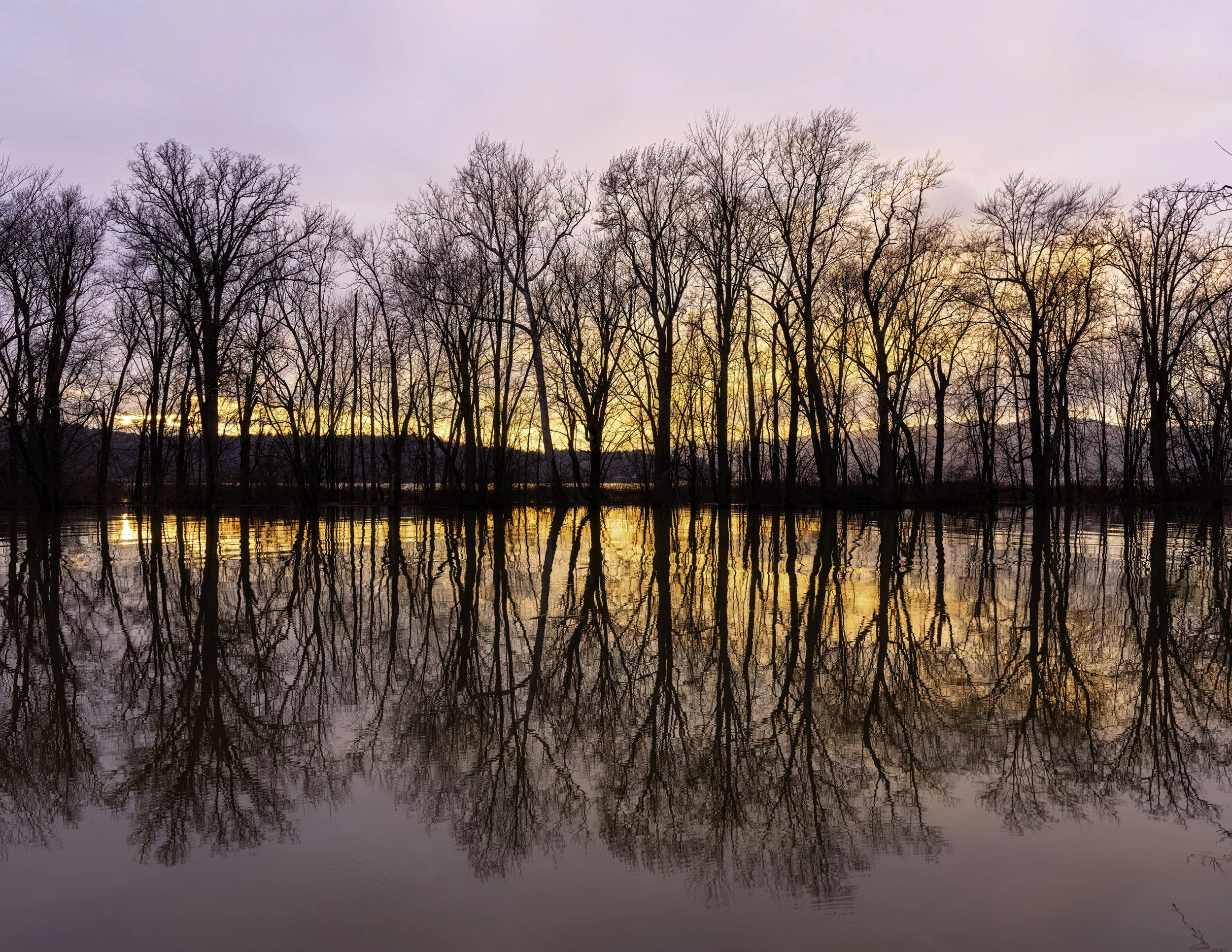 IMGA6265 POSTCARD 8.5x11 CAT.jpg