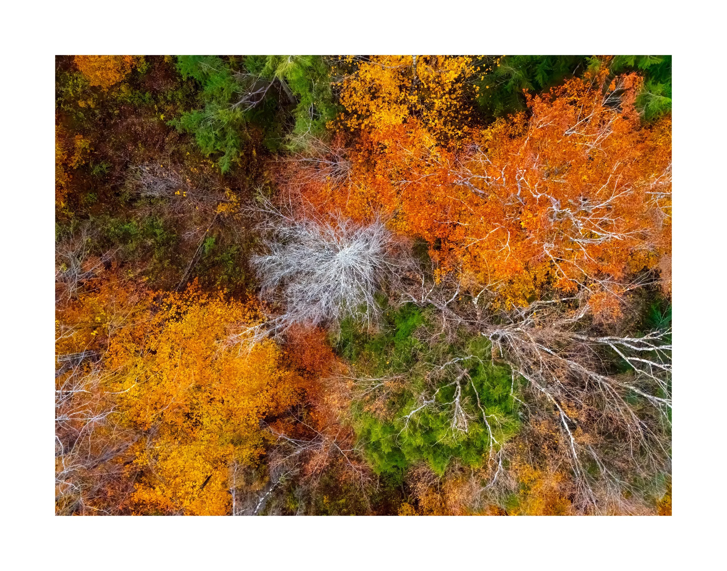 DJI241021_12 28x22 2.125 CAT-L.jpg