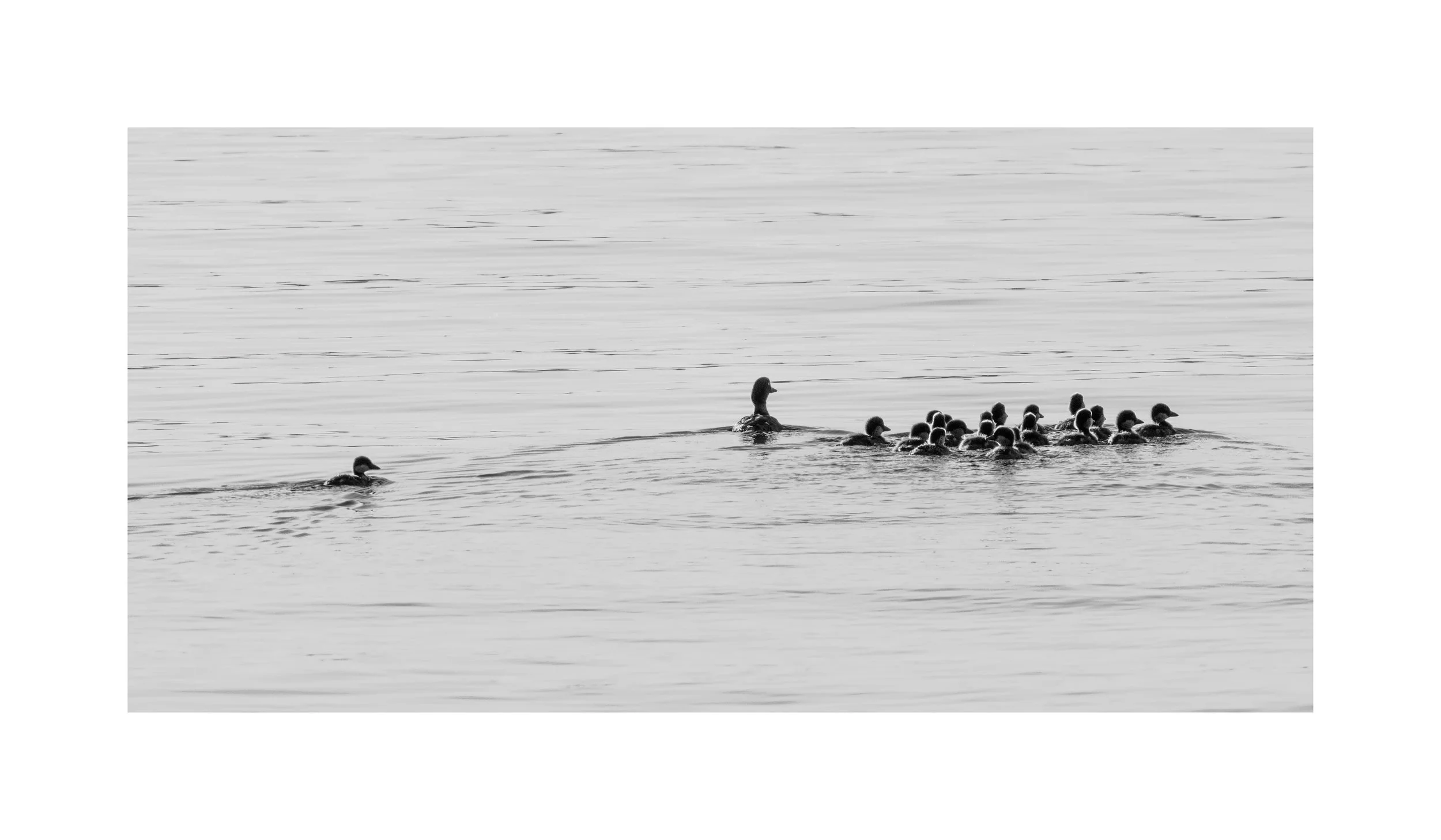 IMGB4861 14x24 2.125 CAT.jpg