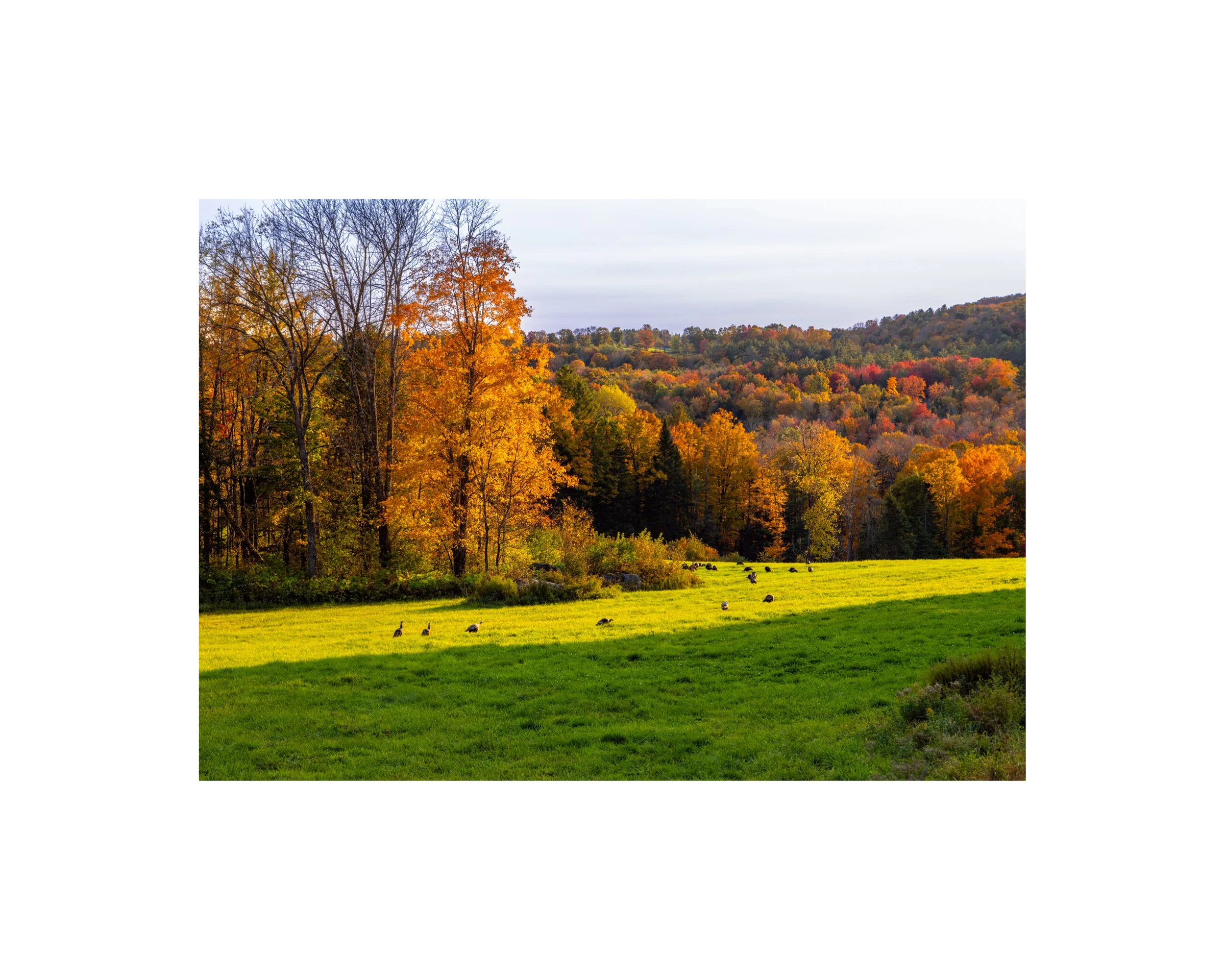 IMGC9021 8X10 1.625 CAT.jpg