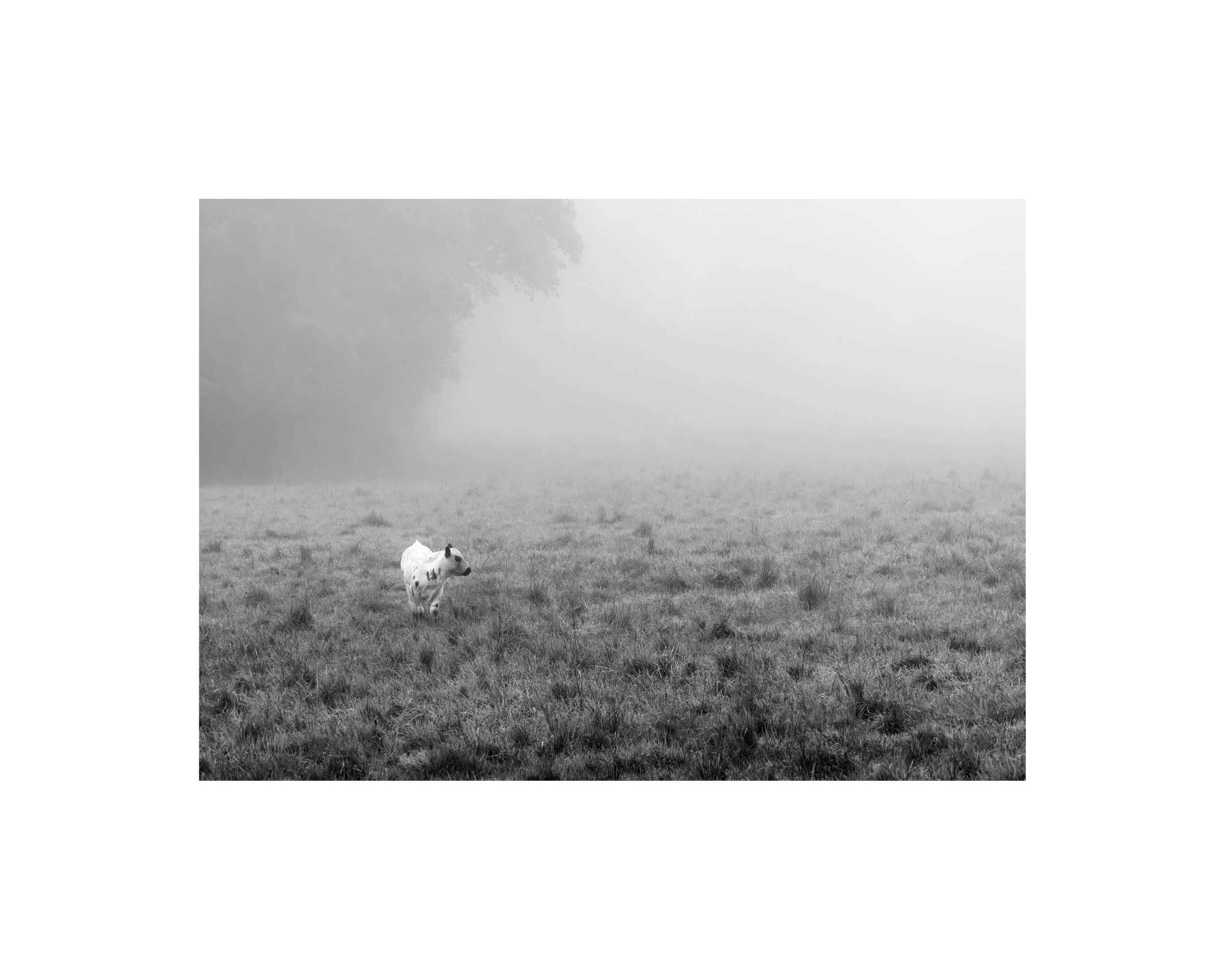 IMGA7823 8x10 1.625 CAT.jpg