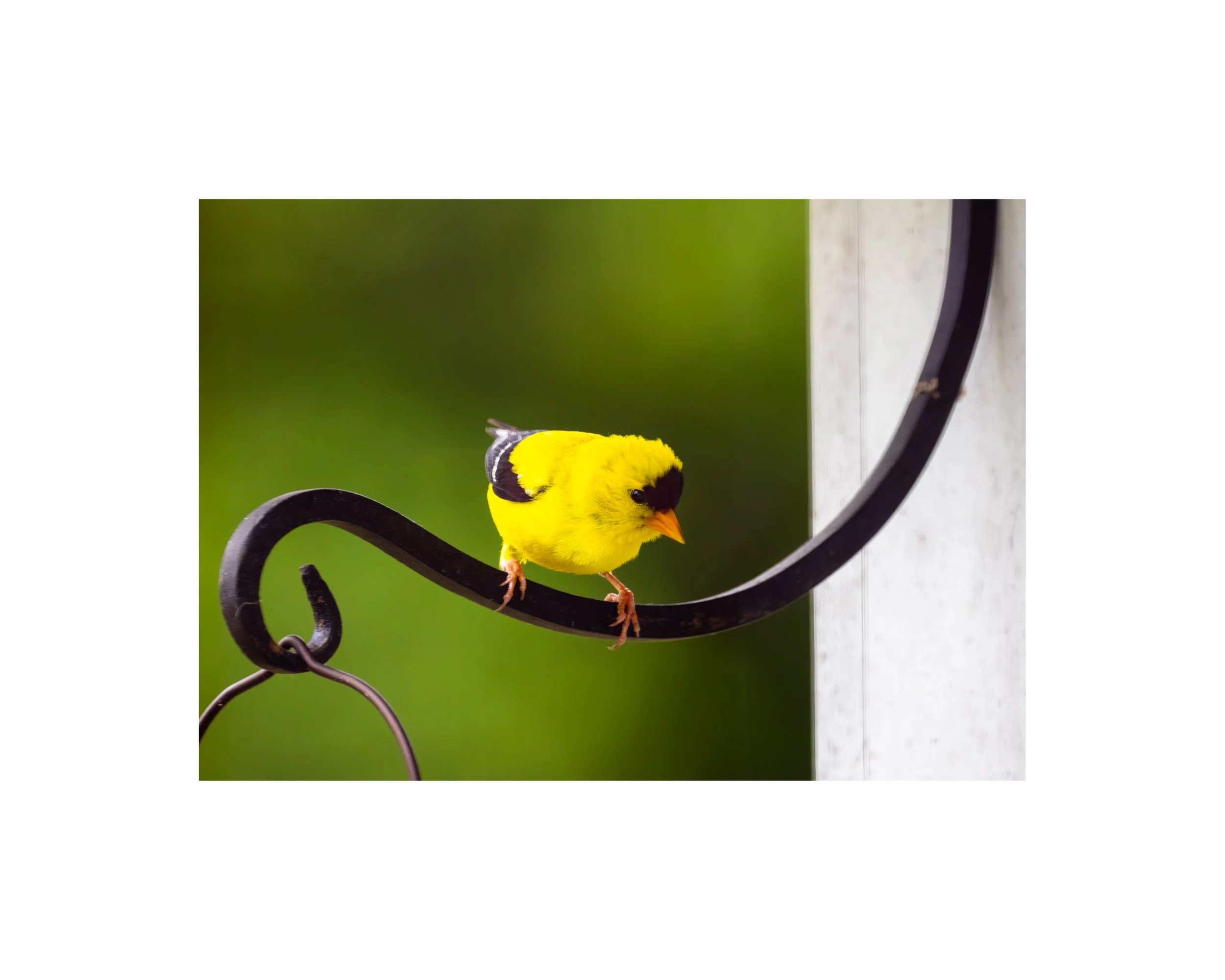 IMGF5524 8x10 1.625 CAT.jpg