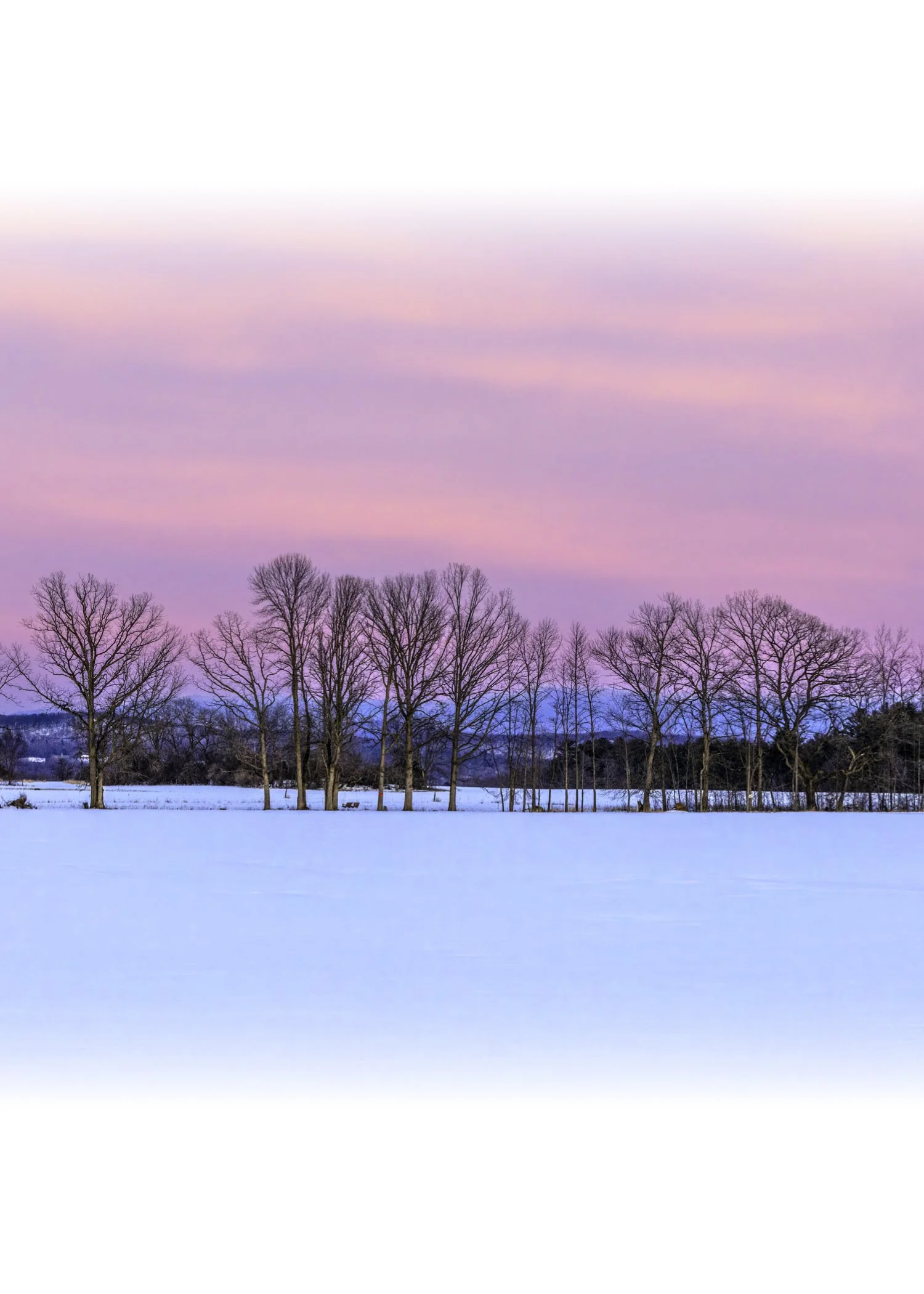 IMGA5300 NOTECARD CENTER FADE 7x5 CAT.jpg