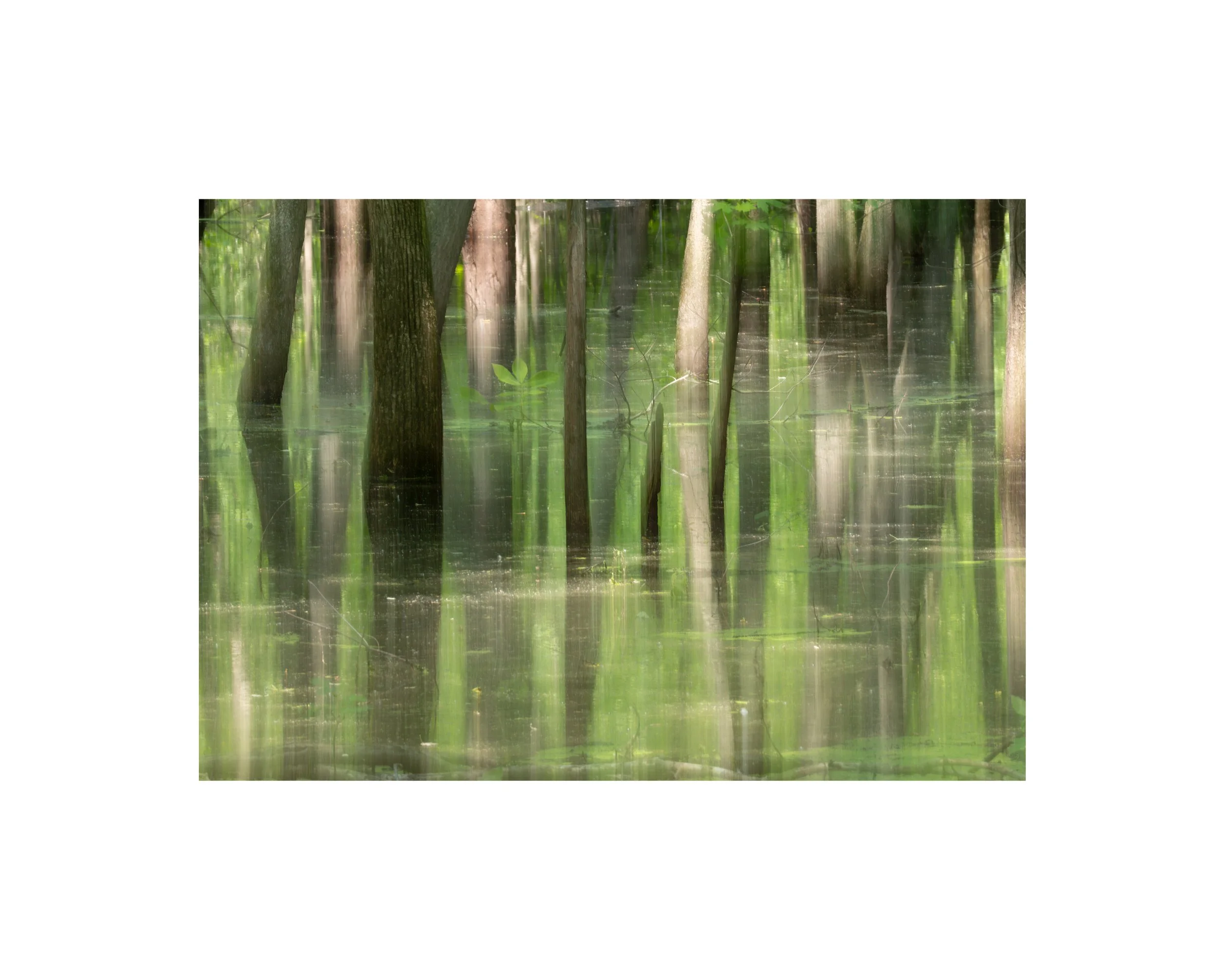 IMGF4180 8x10 1.625 CAT.jpg