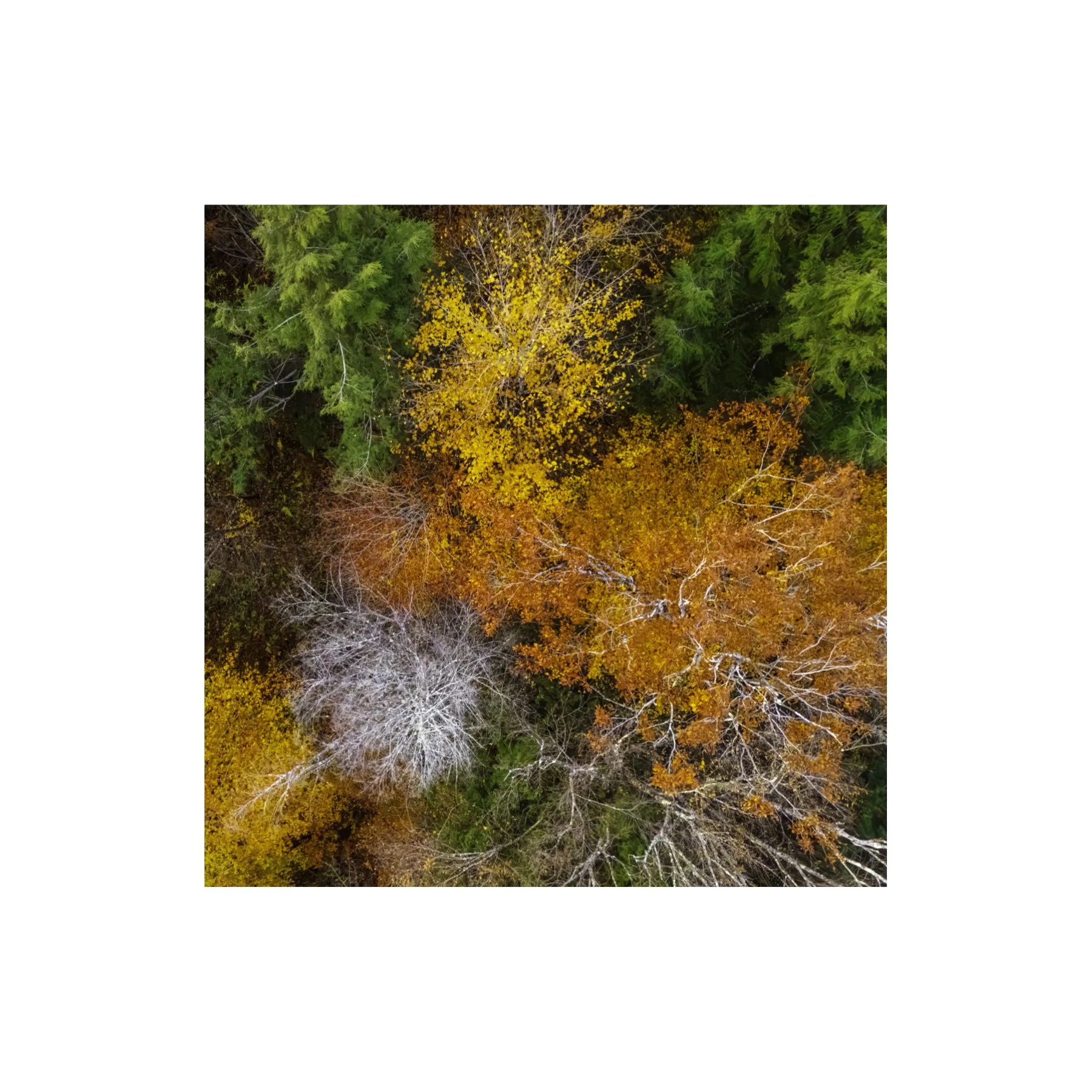 DJI241021_11 B 6x6 1.125 CAT.jpg