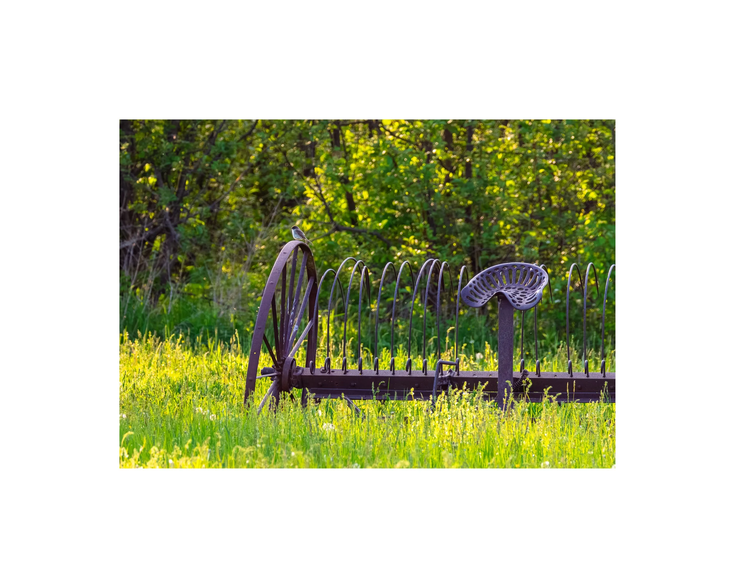 IMGG8209 B 8x10 1.625 CAT.jpg