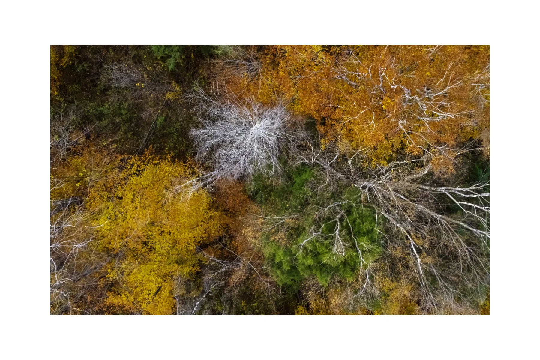 DJI241021_12 4X6 0.5 0.56 CAT.jpg