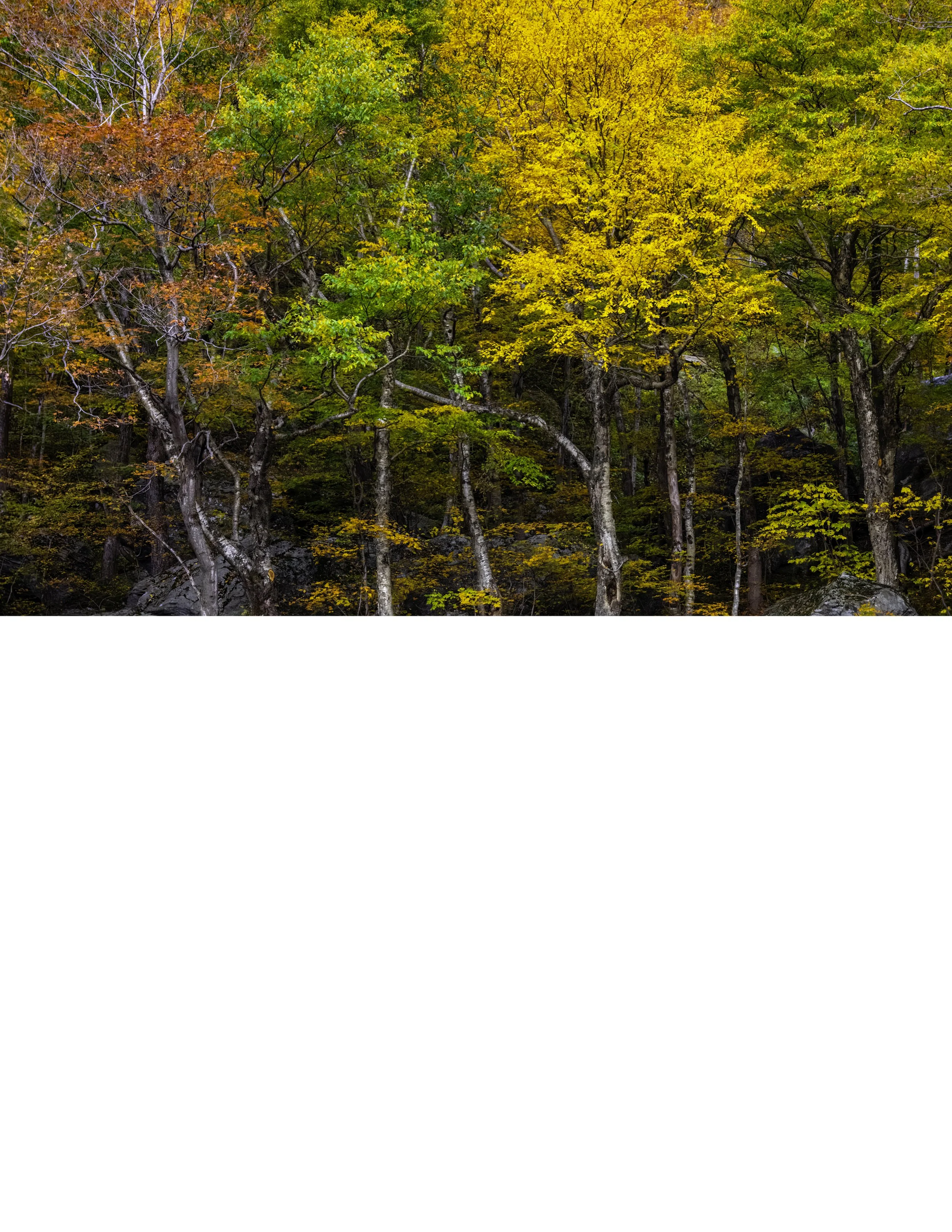 IMGG3042 NOTEPAD BASE 8.5x11 CAT.jpg