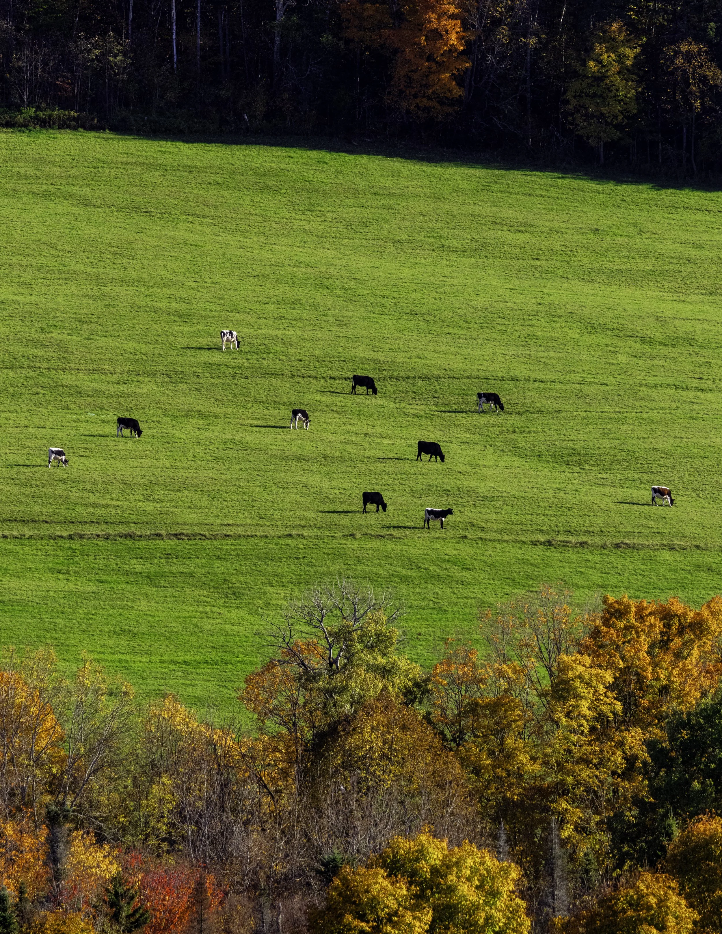 IMGC9667 POSTCARD B 8.5x11 CAT.jpg