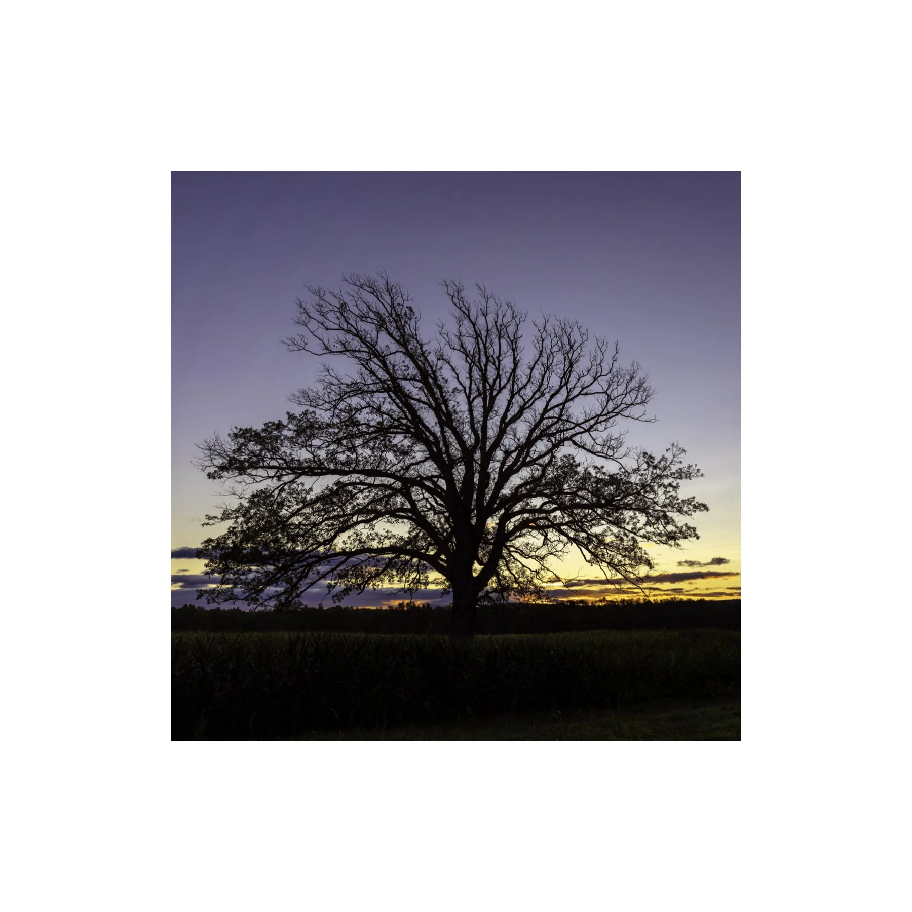 IMGF8981 6x6 1.125 CAT.jpg