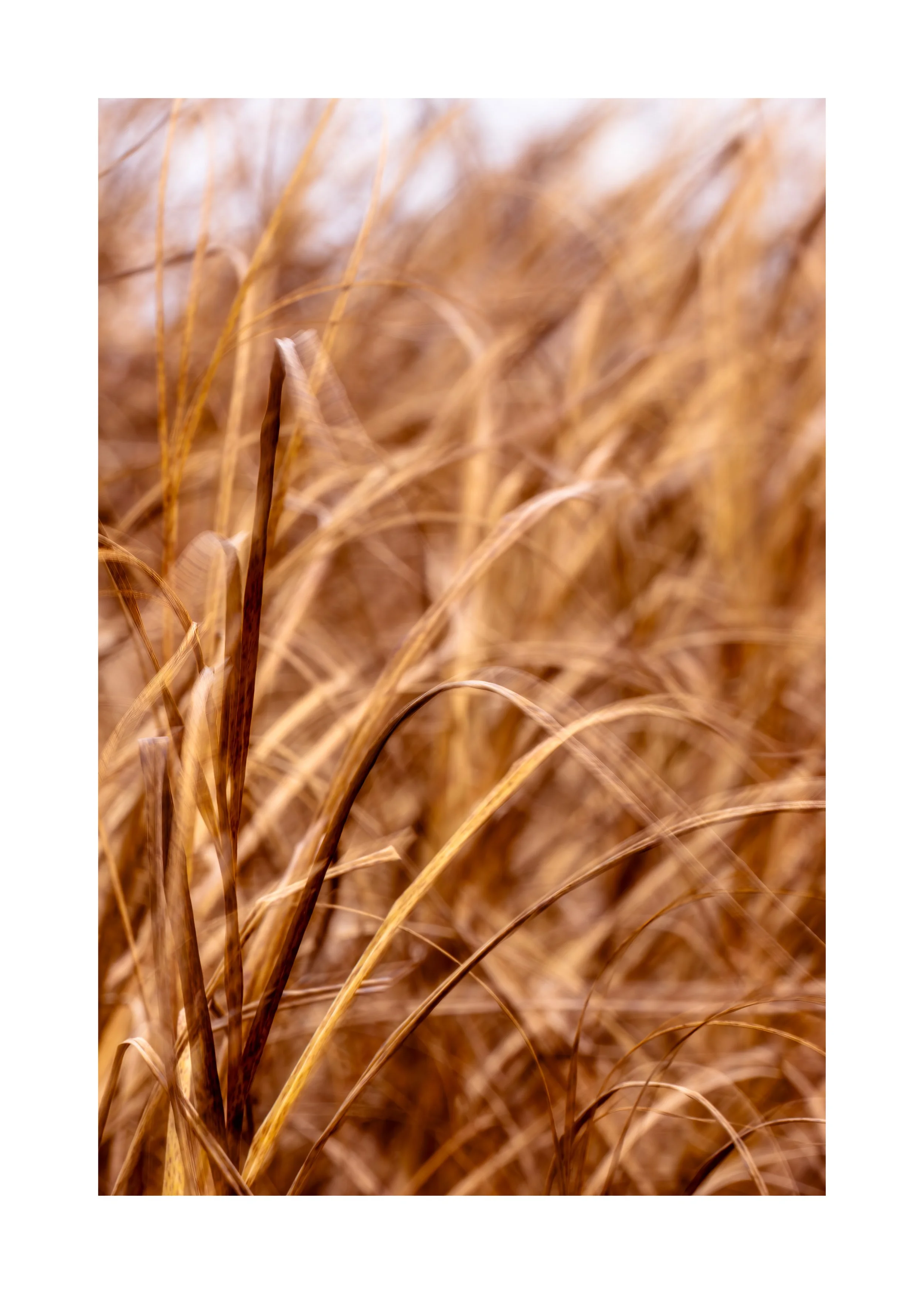 IMGD3920 28X20 2.125 CAT-L.jpg