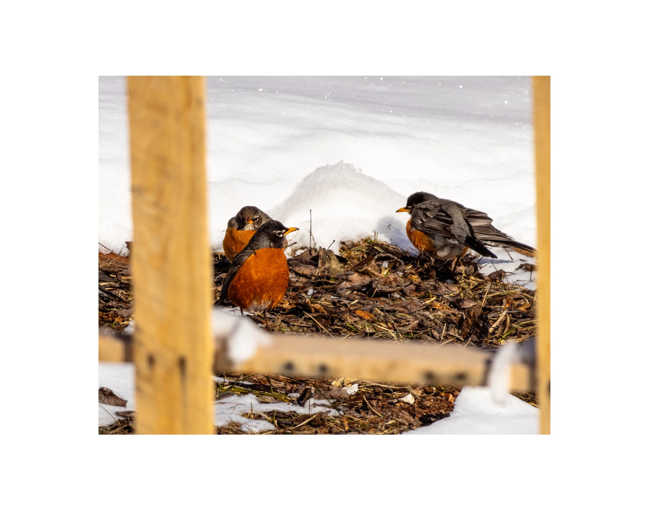 IMGA7059 11X14 1.625 2.125 CAT.jpg