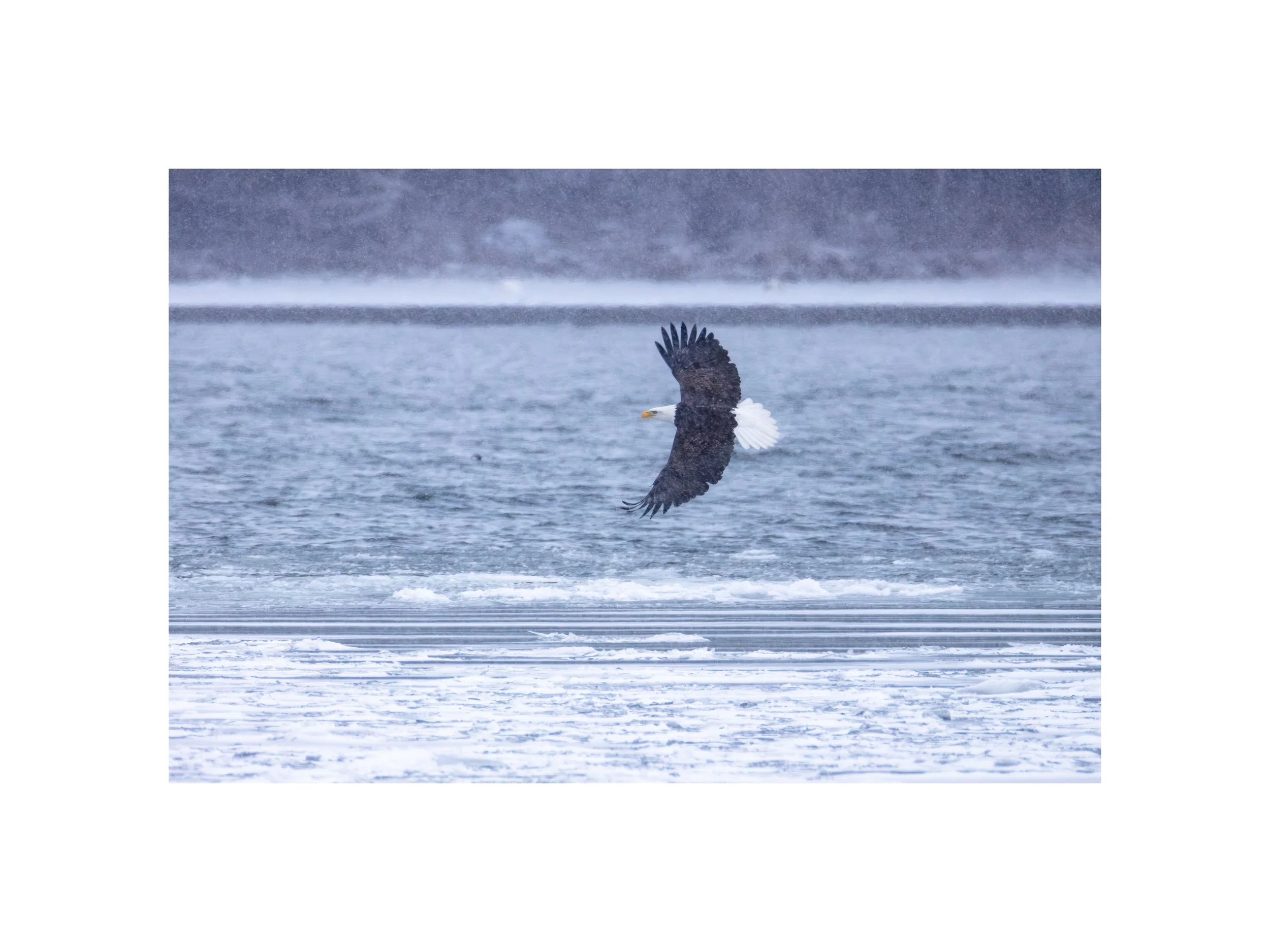 IMGE8461 12X16 2.125 CAT.jpg