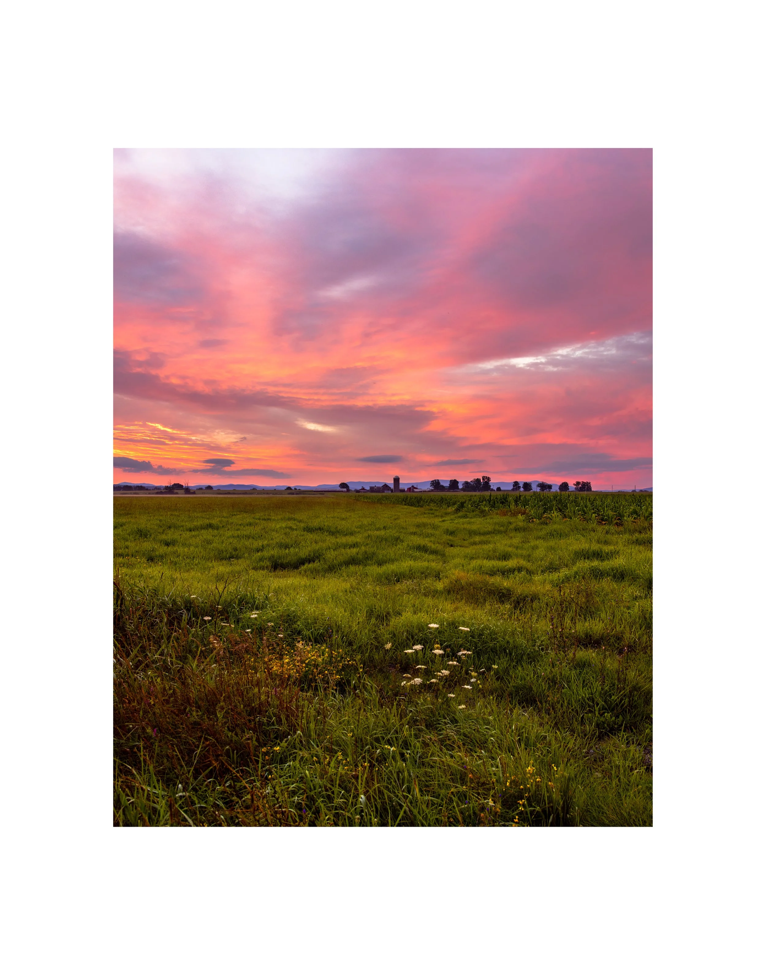 IMGA0694 14x11 1.625 2.125 CAT.jpg