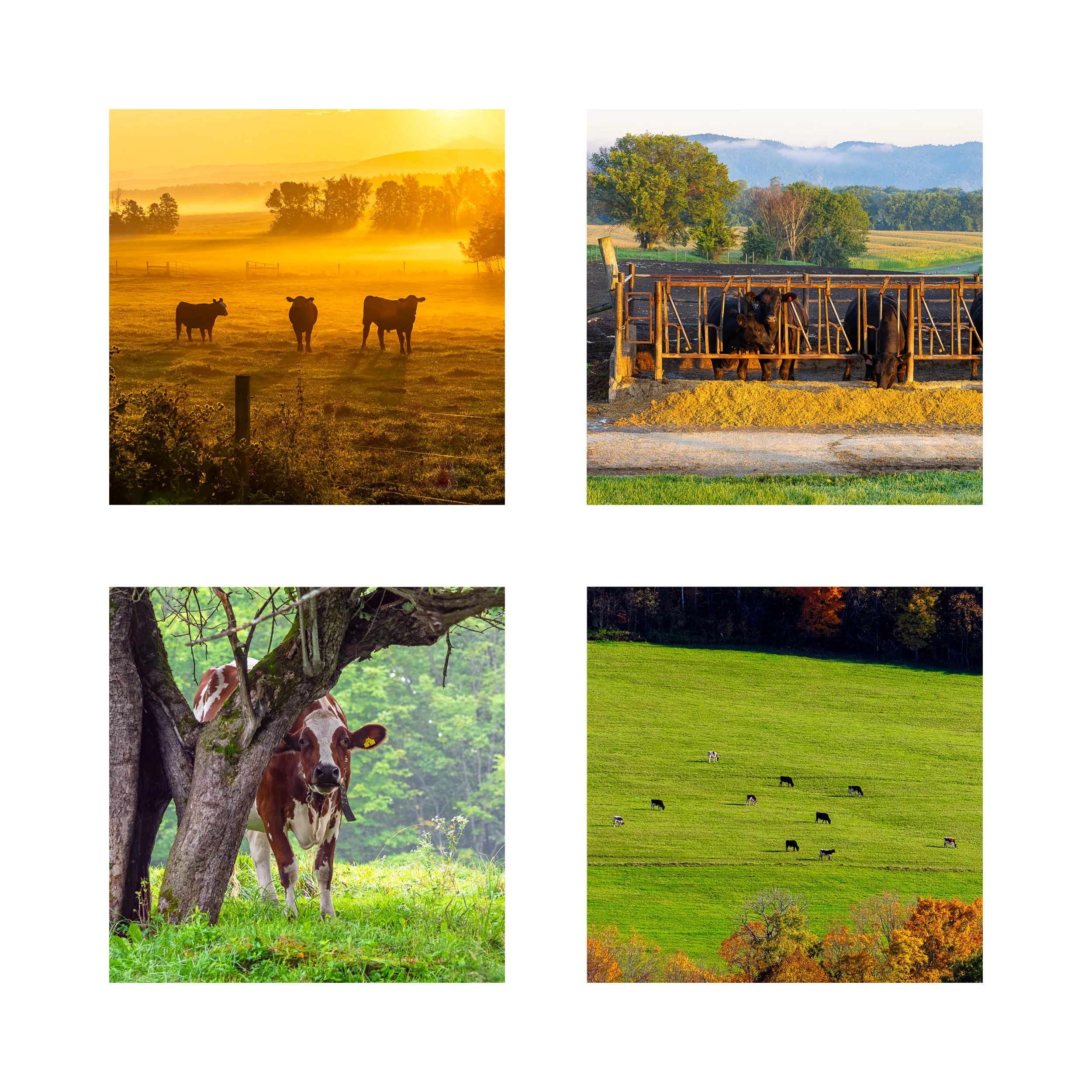 COWS 2 COLLAGE 10X10 1 0.75 CAT.jpg