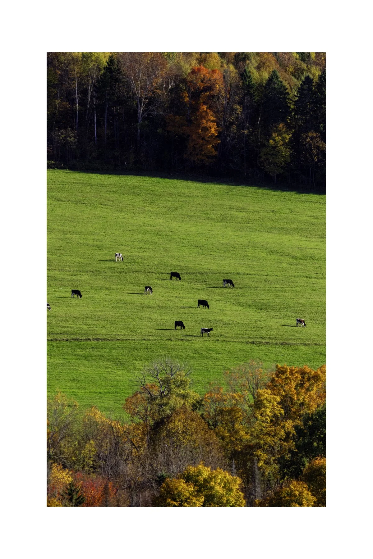 IMGC9667 V 0.5 0.56 CAT.jpg