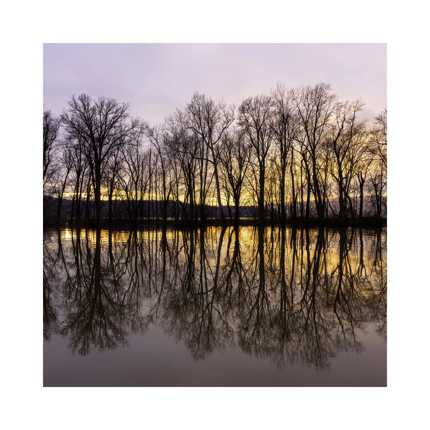 IMGA6265 5x5 0.5 CAT.jpg