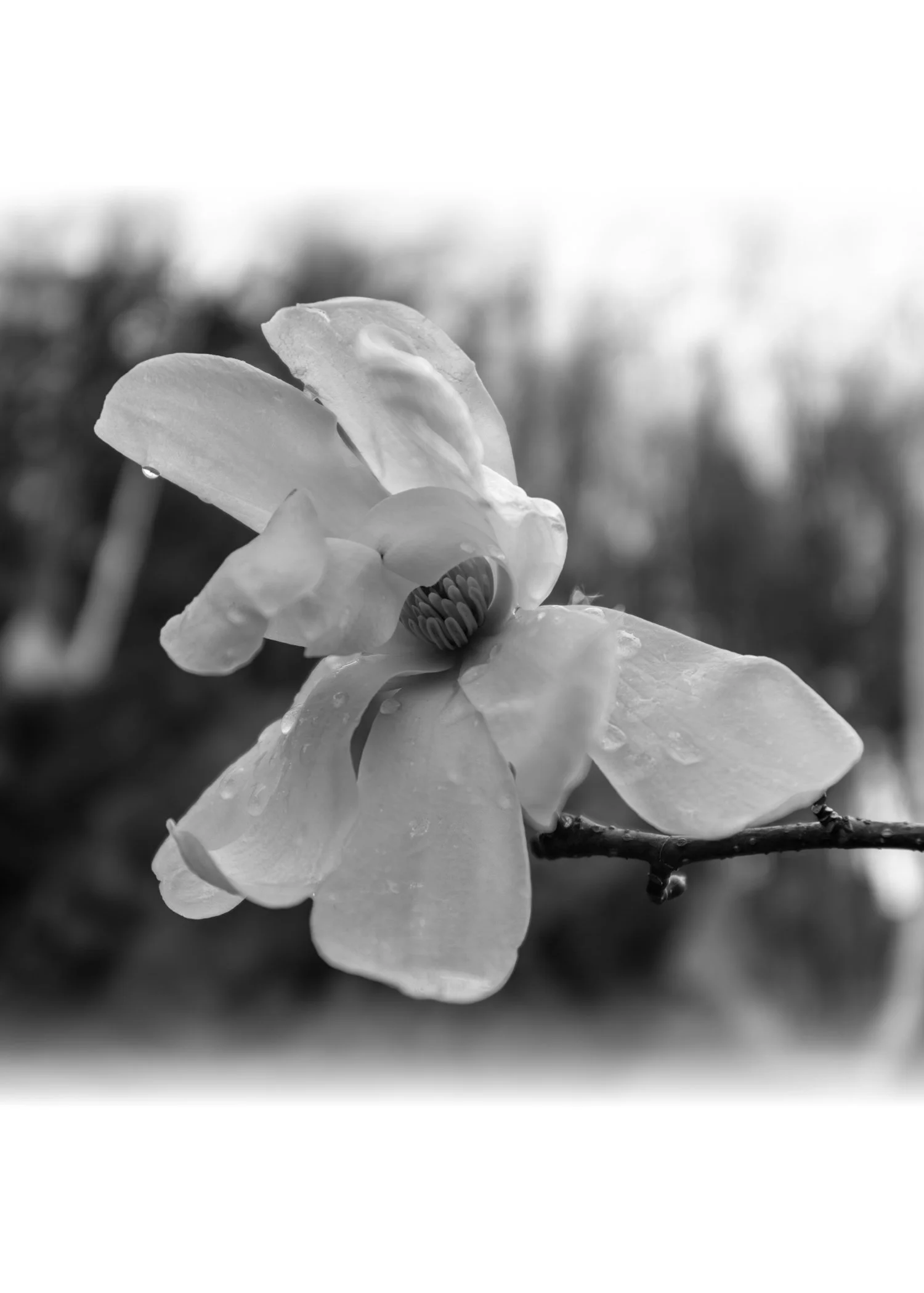 IMGF2006 NOTECARD CENTER FADE 7x5 CAT.jpg