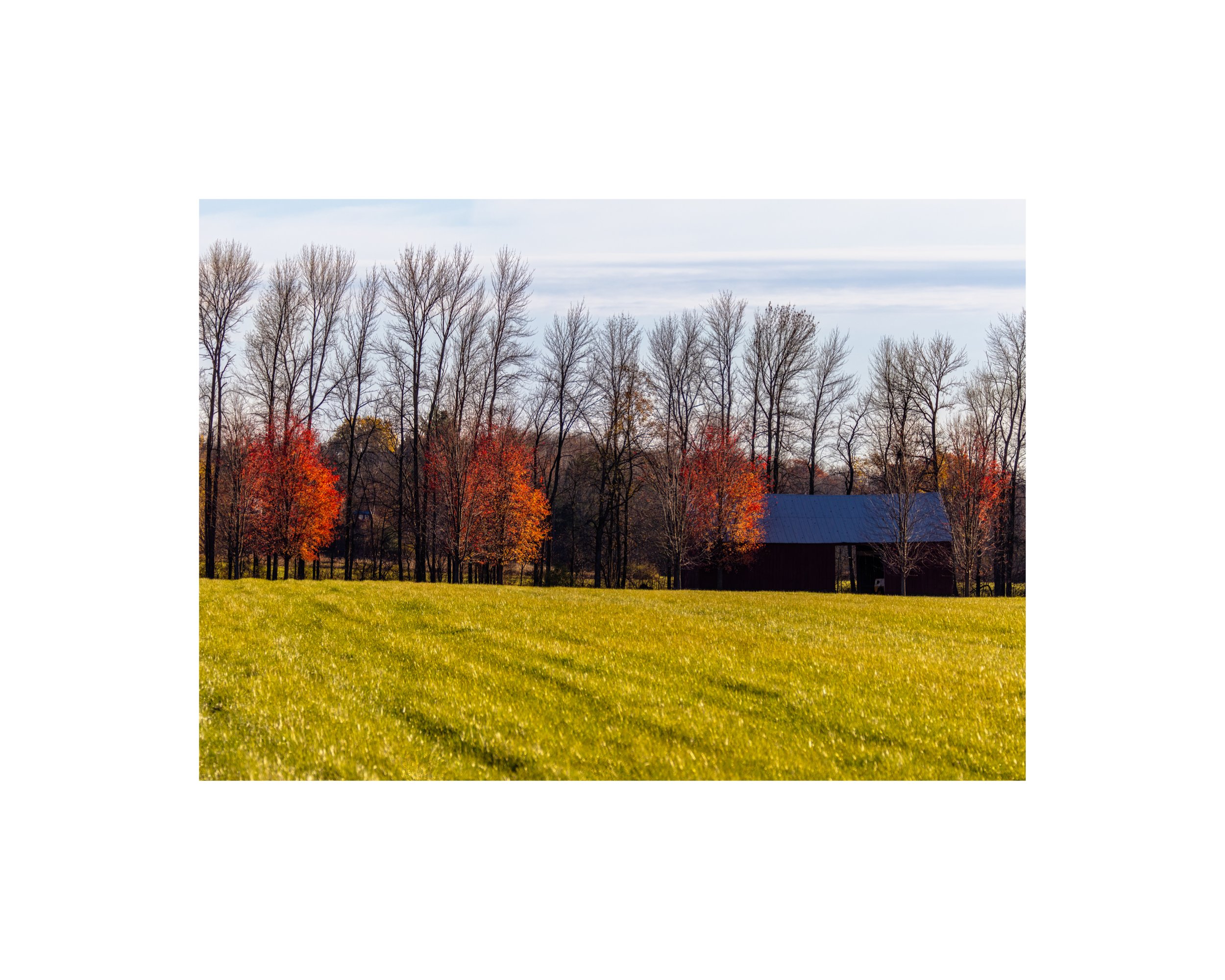 IMGD0612 8X10 1.625 CAT.jpg