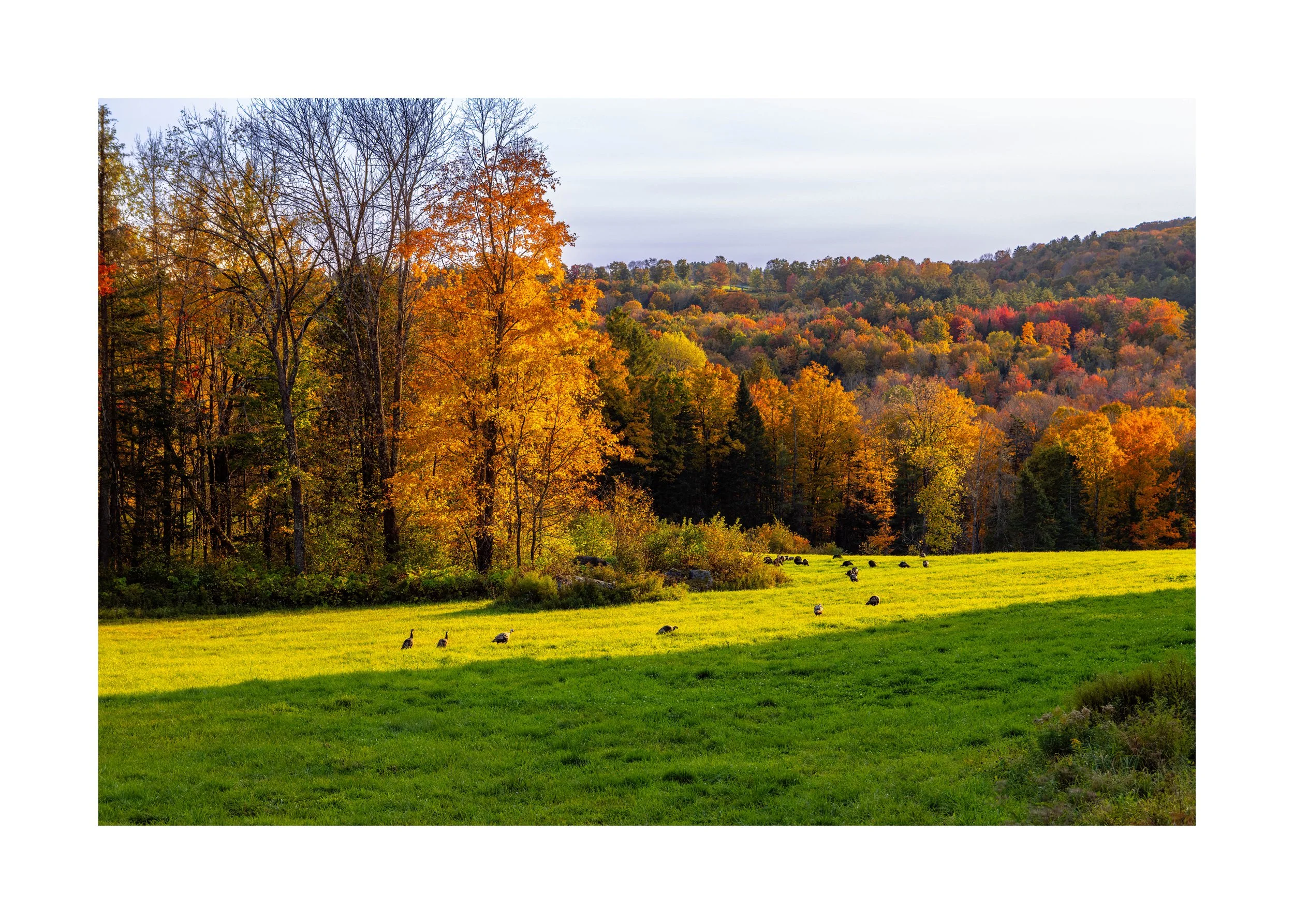 IMGC9021 28x20 2.125 CAT-L.jpg