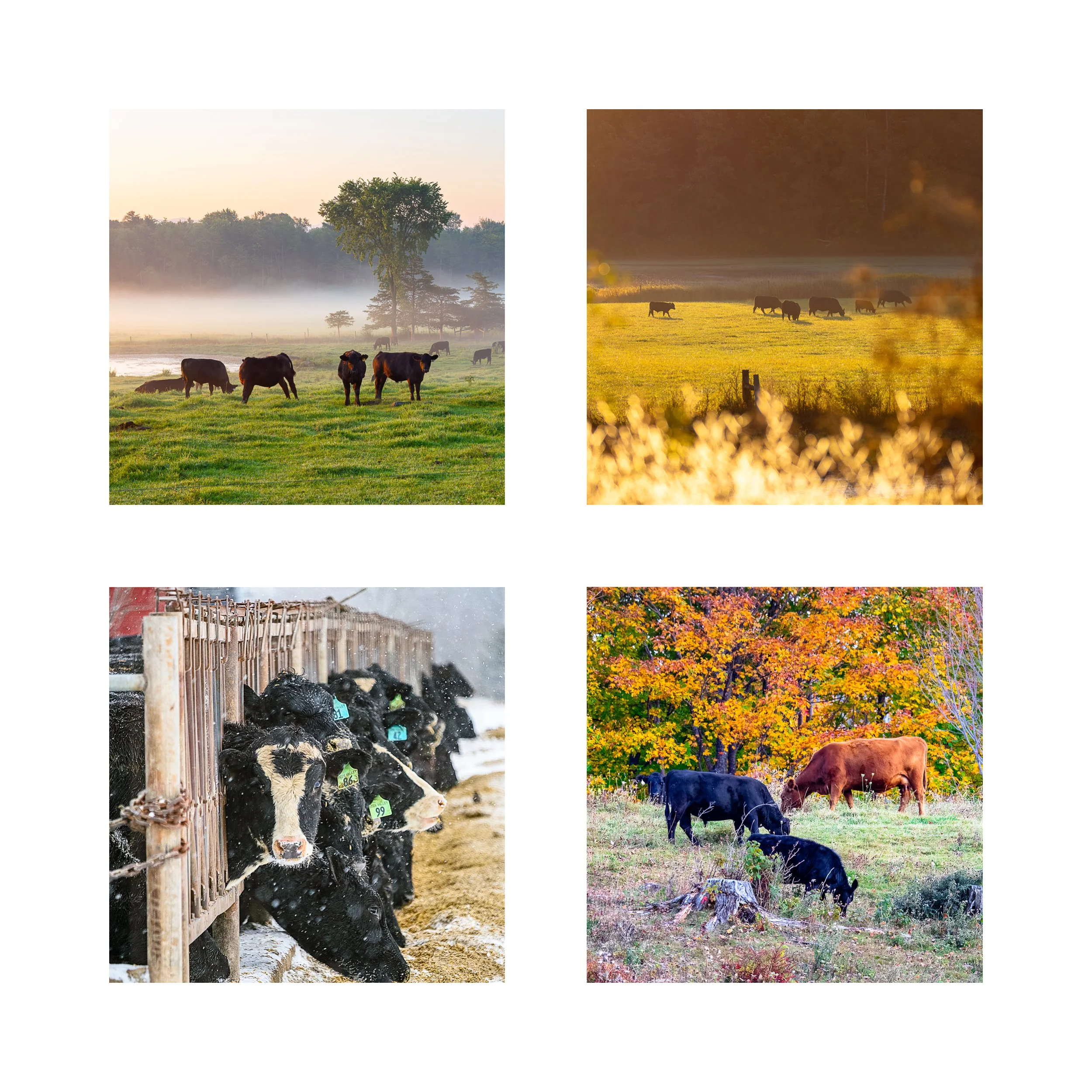 COWS 1 COLLAGE 10X10 1 0.75 CAT.jpg