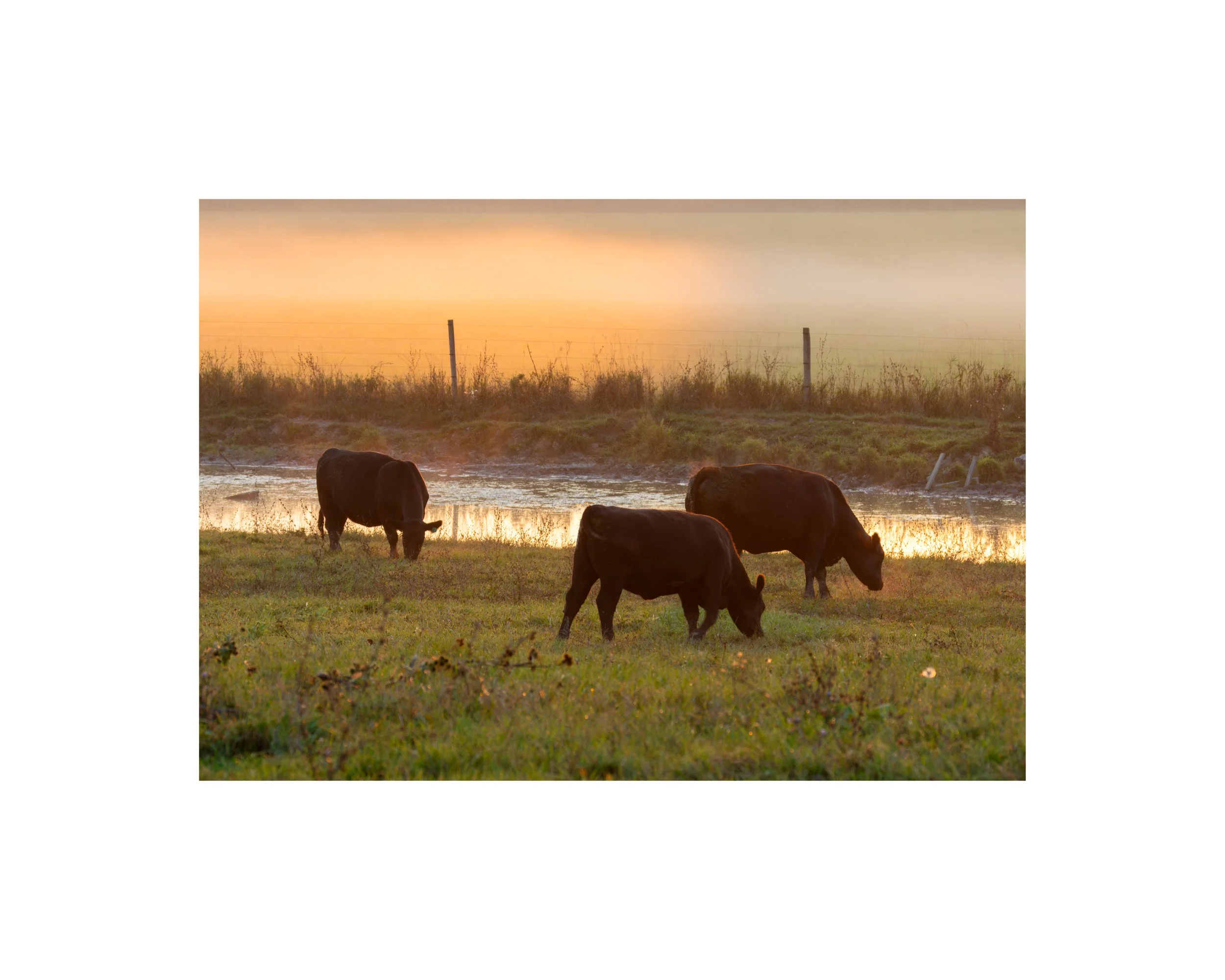 IMGG2067 8x10 1.625 CAT.jpg