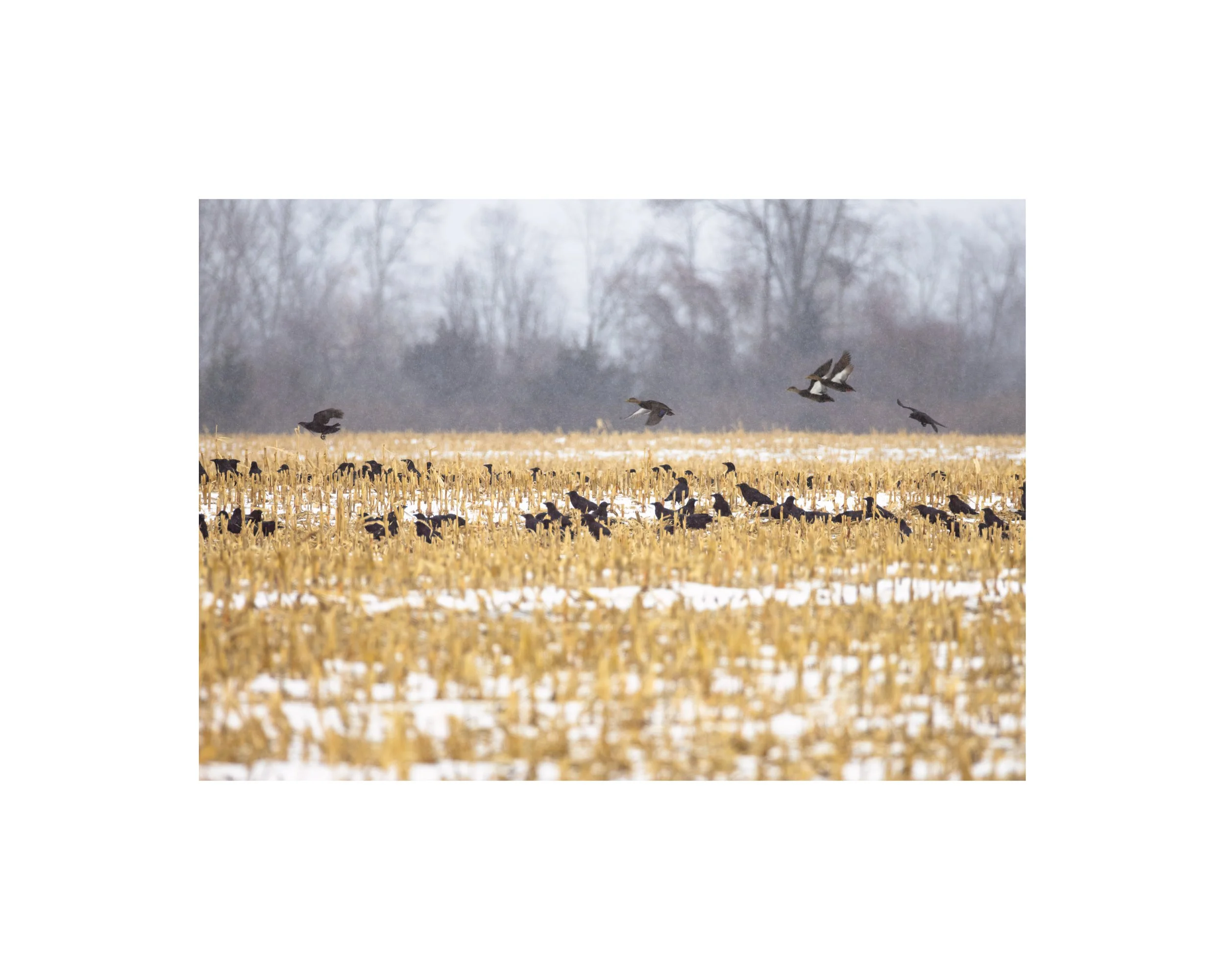 IMGE9166 8X10 1.625 CAT.jpg