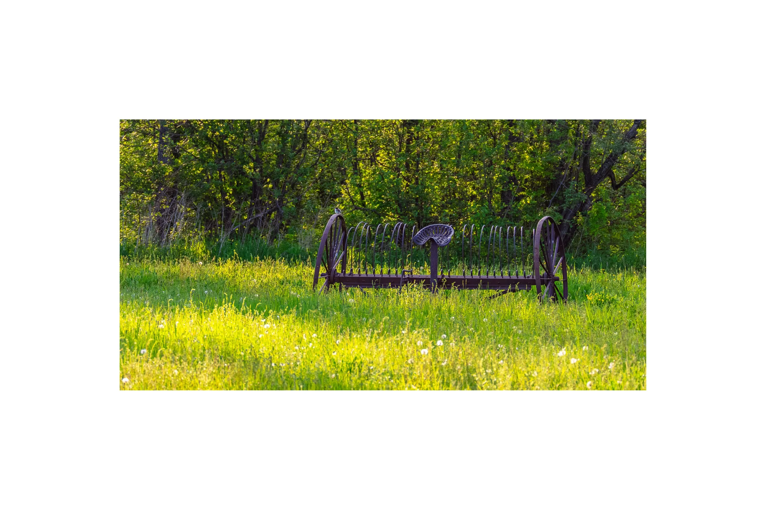 IMGG8209 8x12 1.875 CAT.jpg