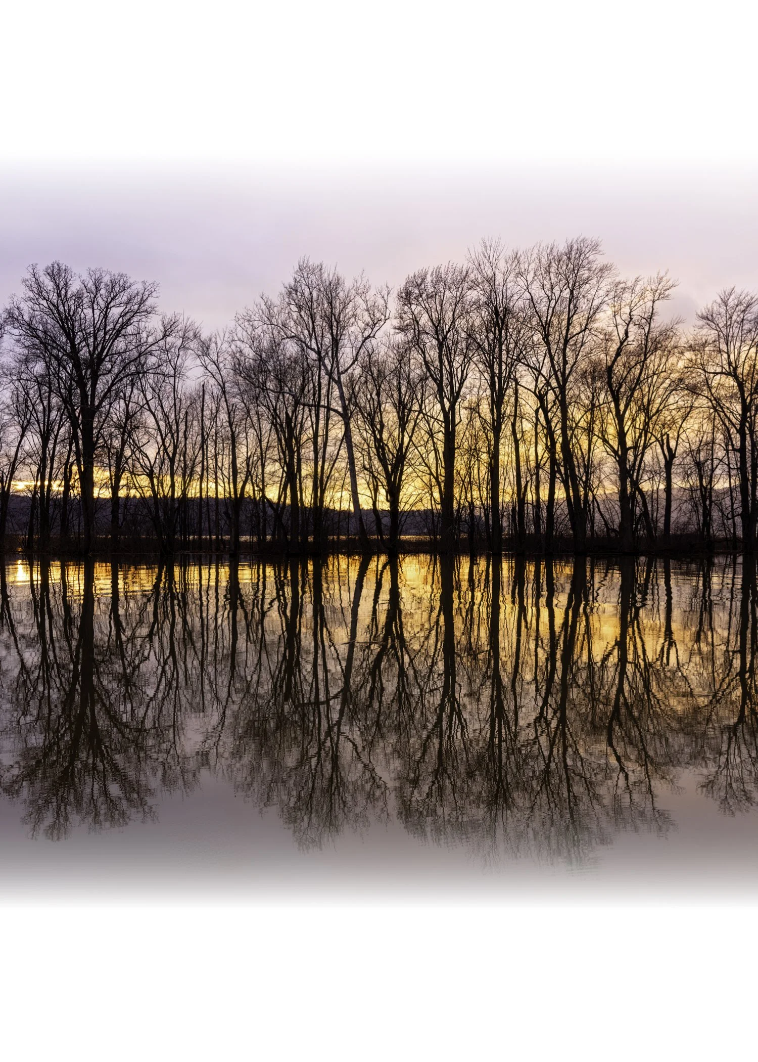 IMGA6265 NOTECARD CENTER FADE 7x5 CAT.jpg