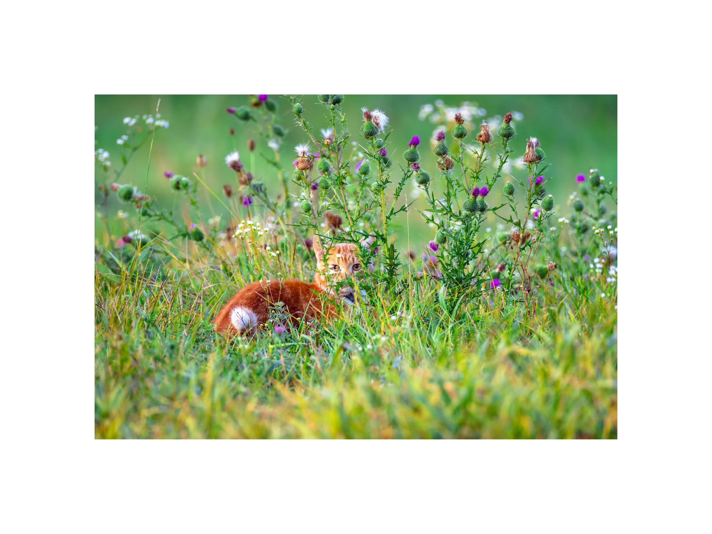 IMGG2274 12x16 2.125 CAT.jpg