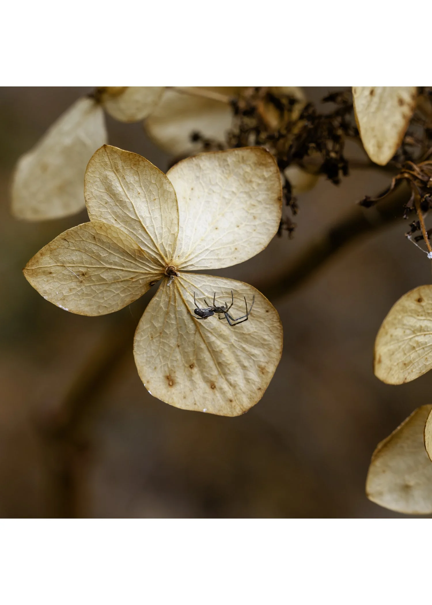 IMG_2705 NOTECARD CENTER BASE 7x5 CAT.jpg