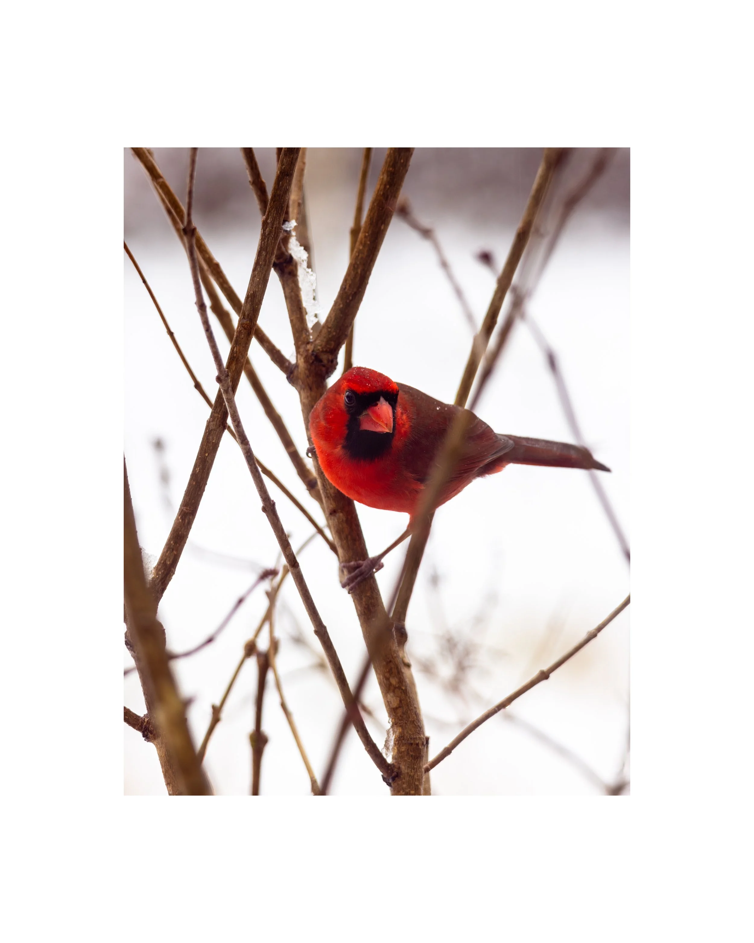 IMGA5393 20X16 3.125 2.625 CAT.jpg