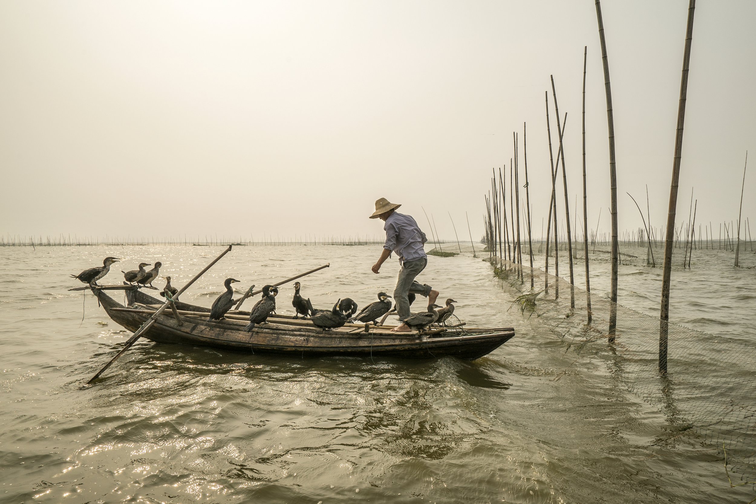 Cormorant fisher. Hong Hu, China, 2015