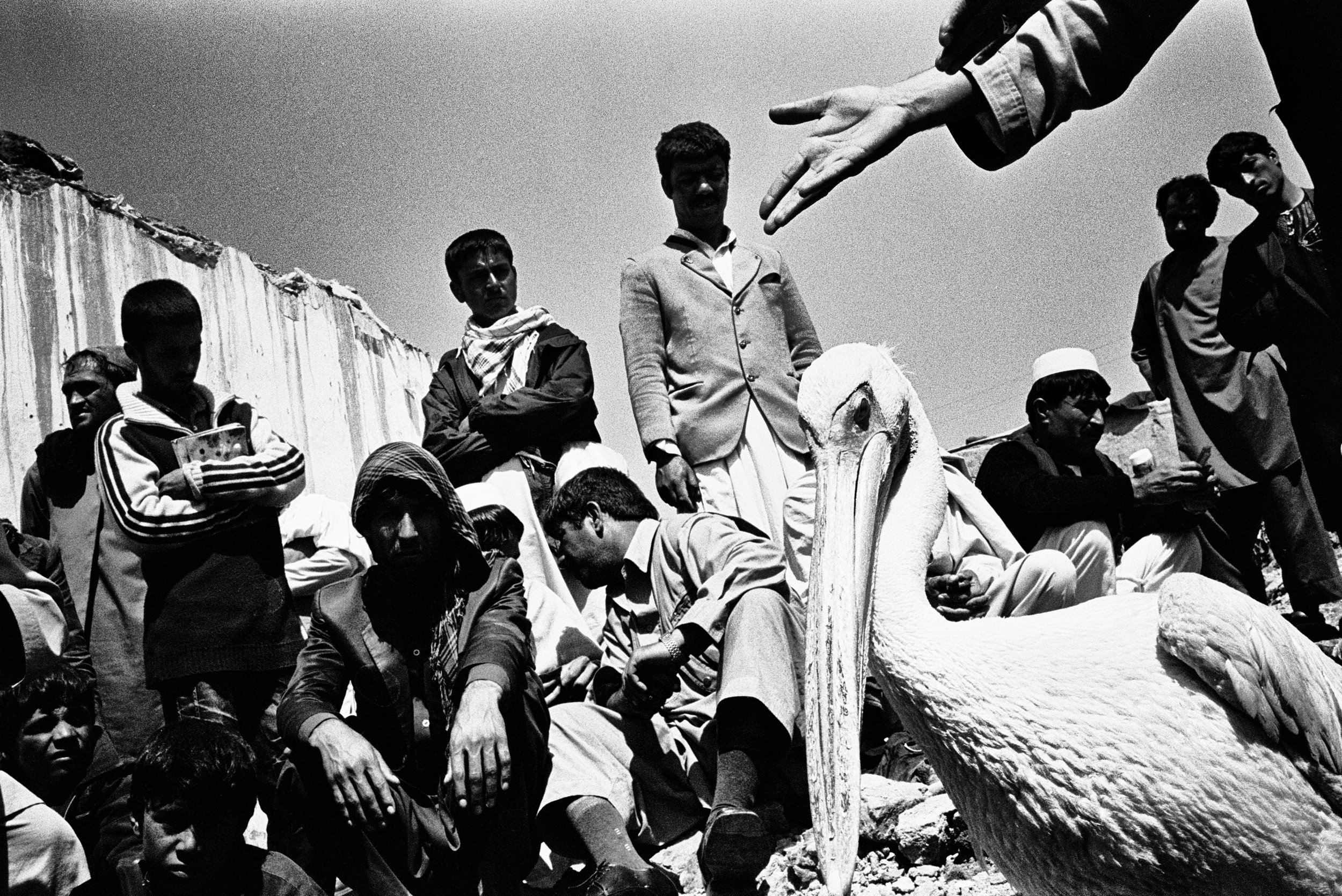 Pelican on the bazaar. Kabul, 2011