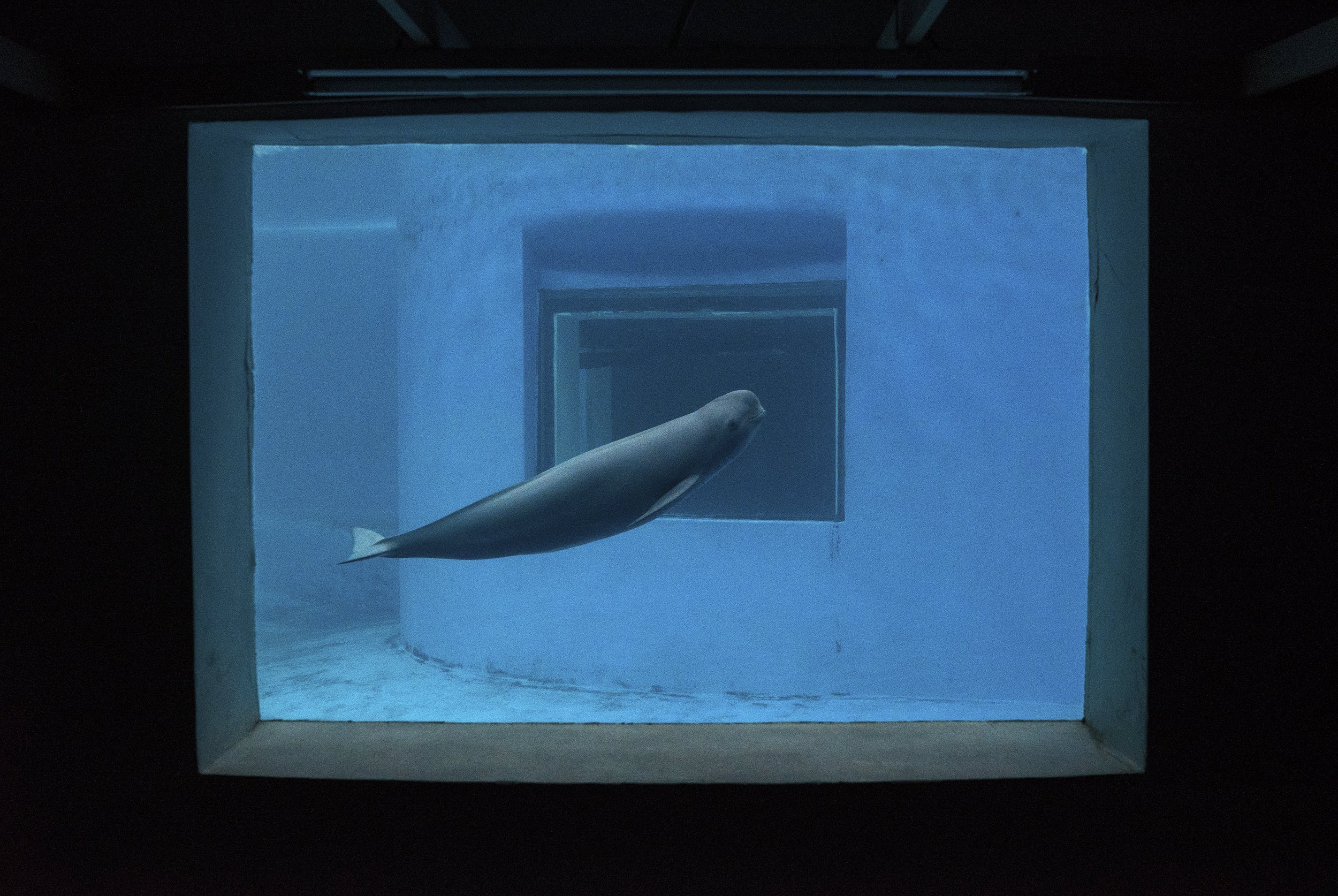 Yangtze finless porpoise in research centre. China, 2015