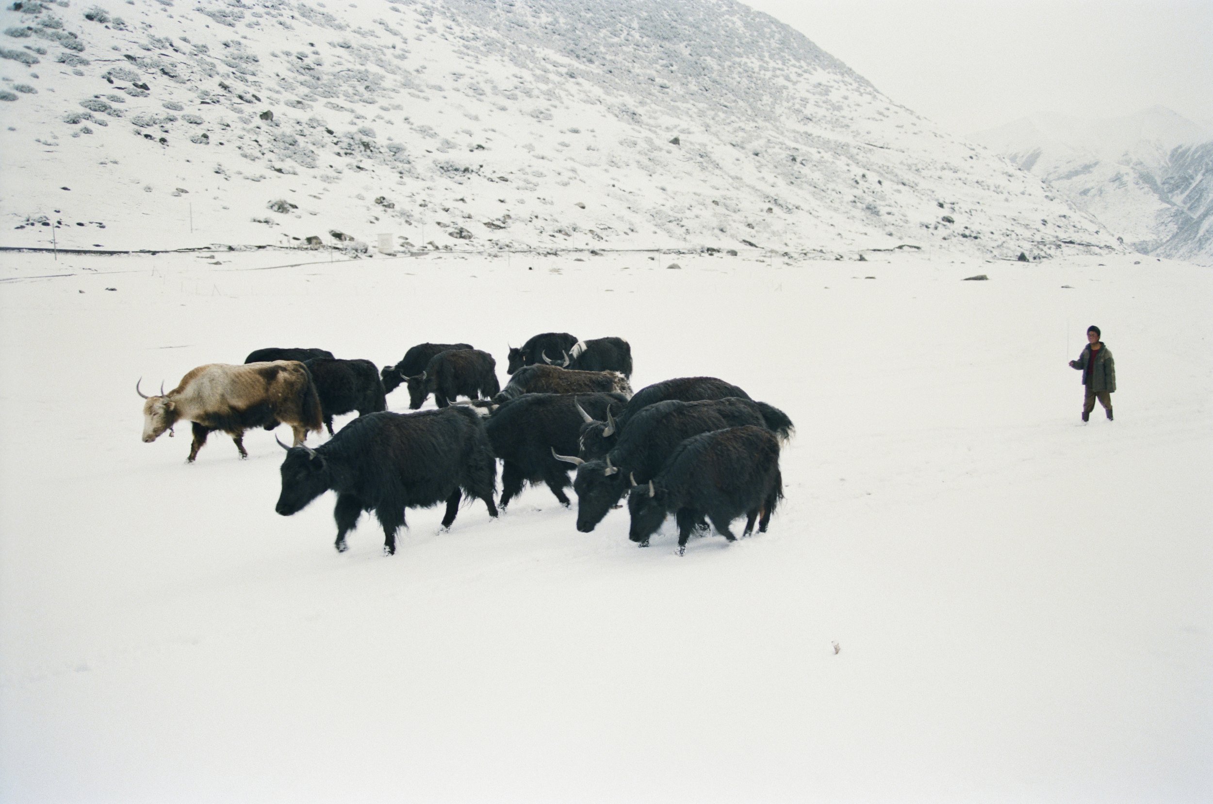 Tibetan boy bringing yaks back to camp. Sichuan, China, 2006