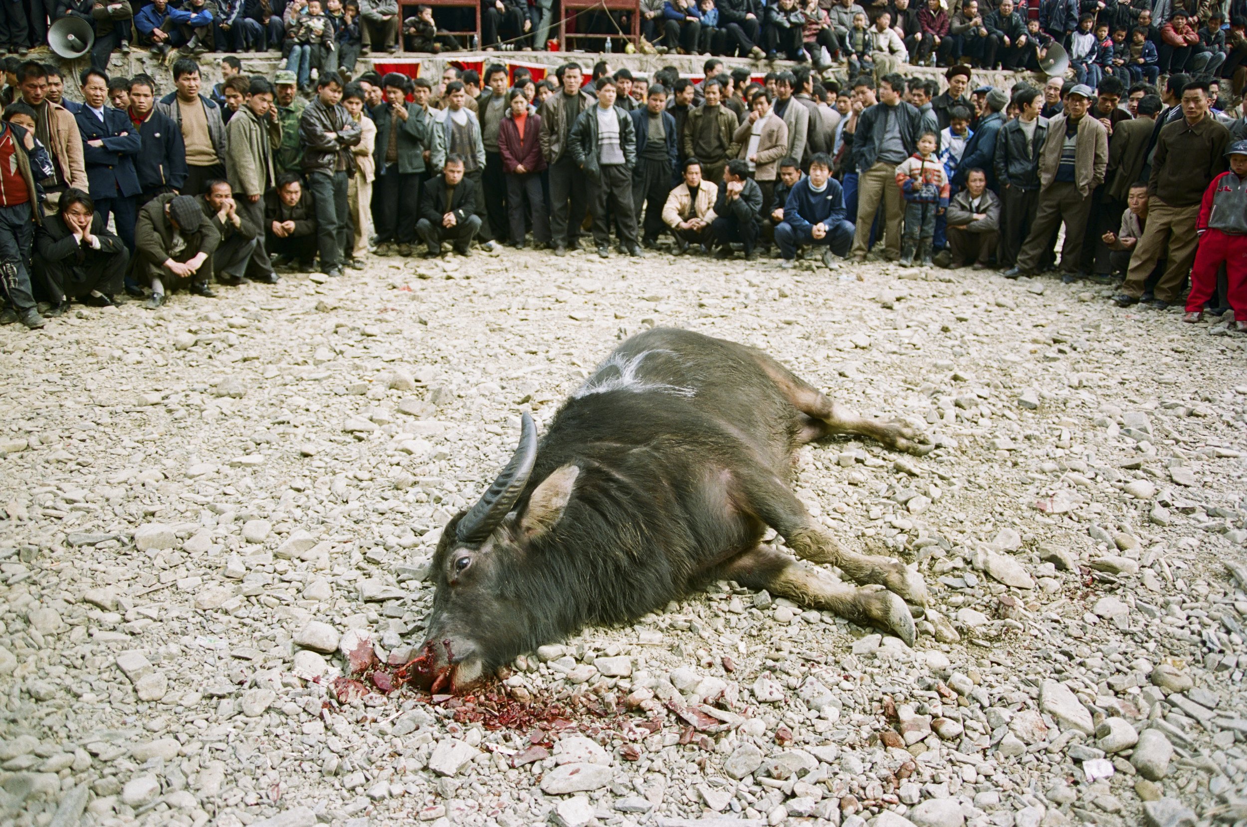 Water buffalo that died during bull fight at ethnic Miao festivities. Guizhou, China, 2004