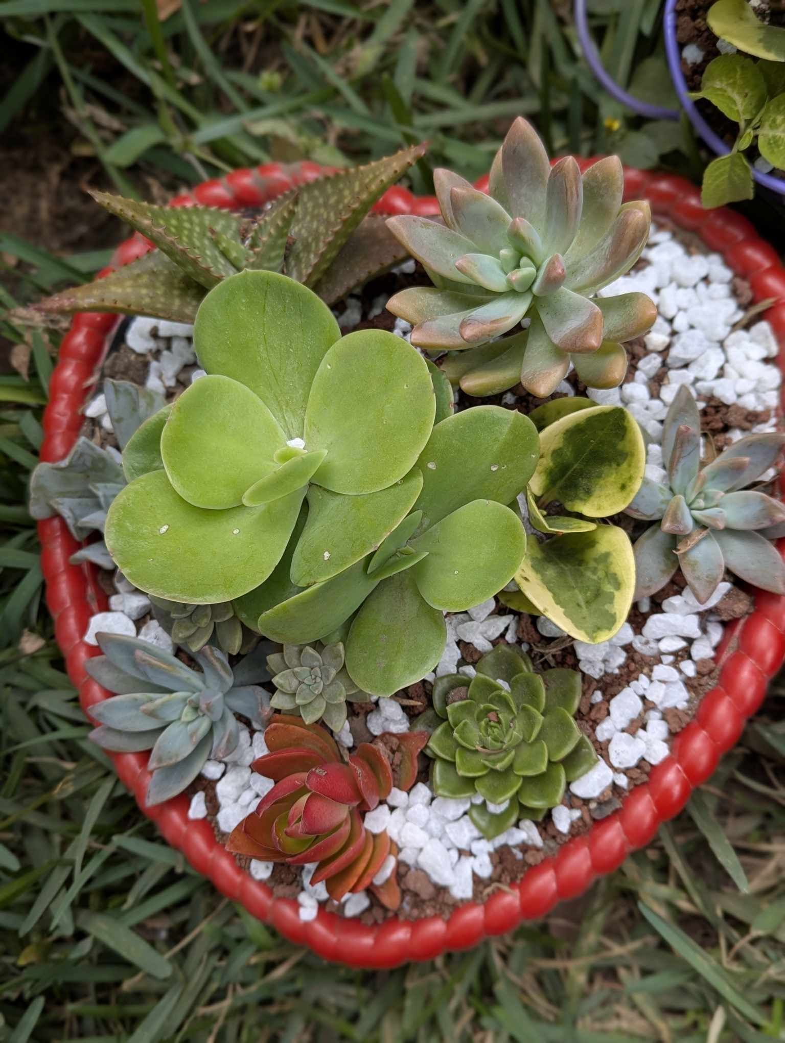 Terrario corazón