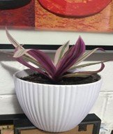 Tradiscantia.jpg