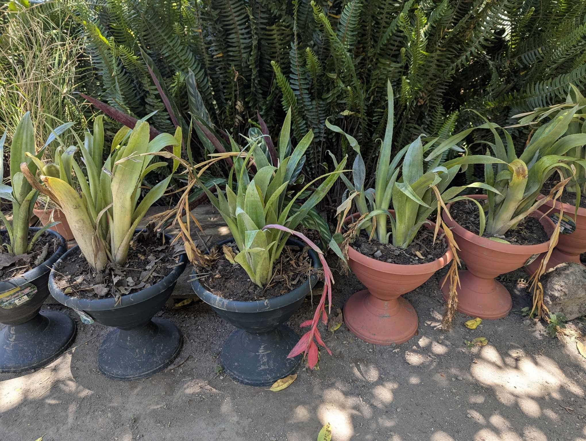 Bromelia en Copa