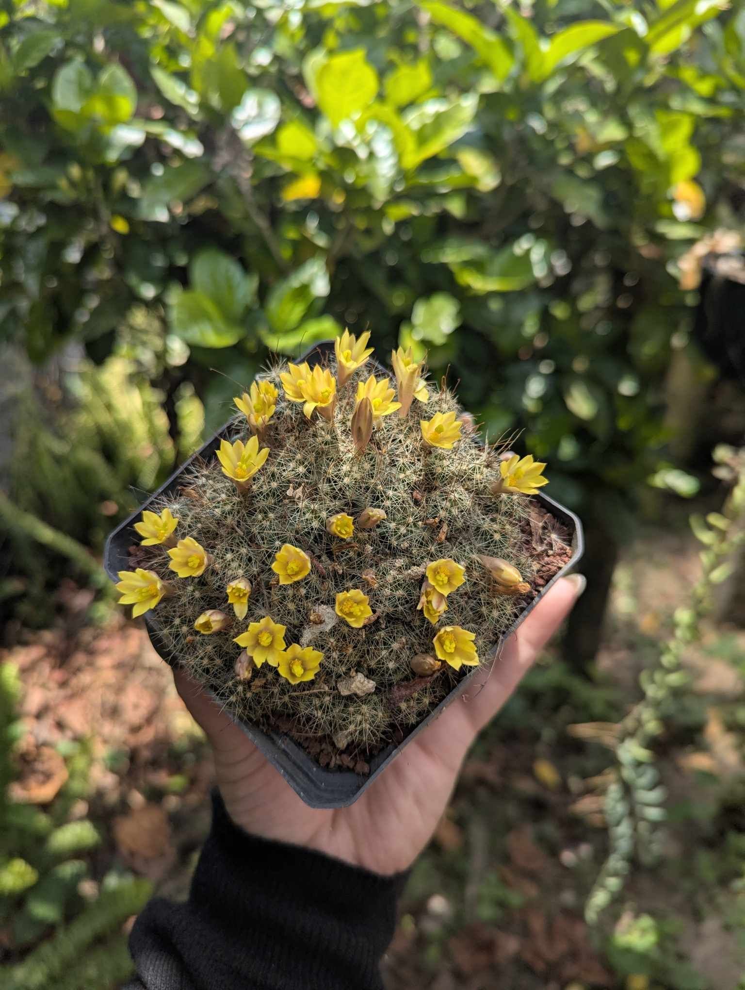 Cactus-mammillaria1.jpg