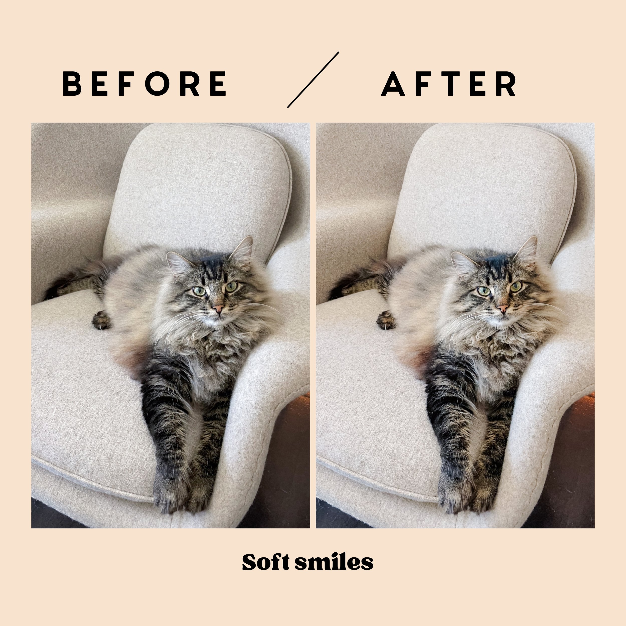 Soft Smiles Preset applied to a cozy cat portrait - soft and bright Lightroom preset for everyday photos