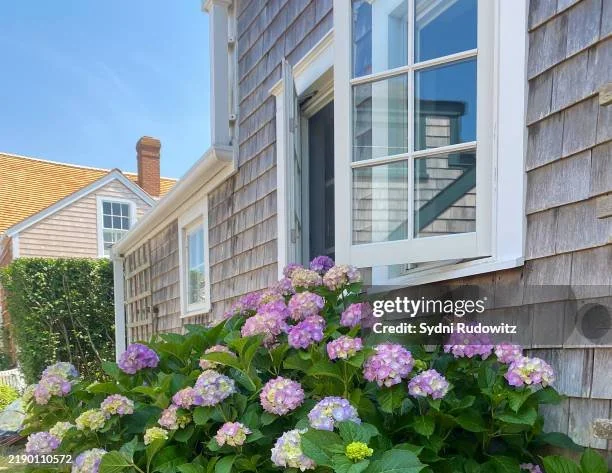 Manifesting a Rhode Island Hydrangea Summer: 6 Books for the Vibe