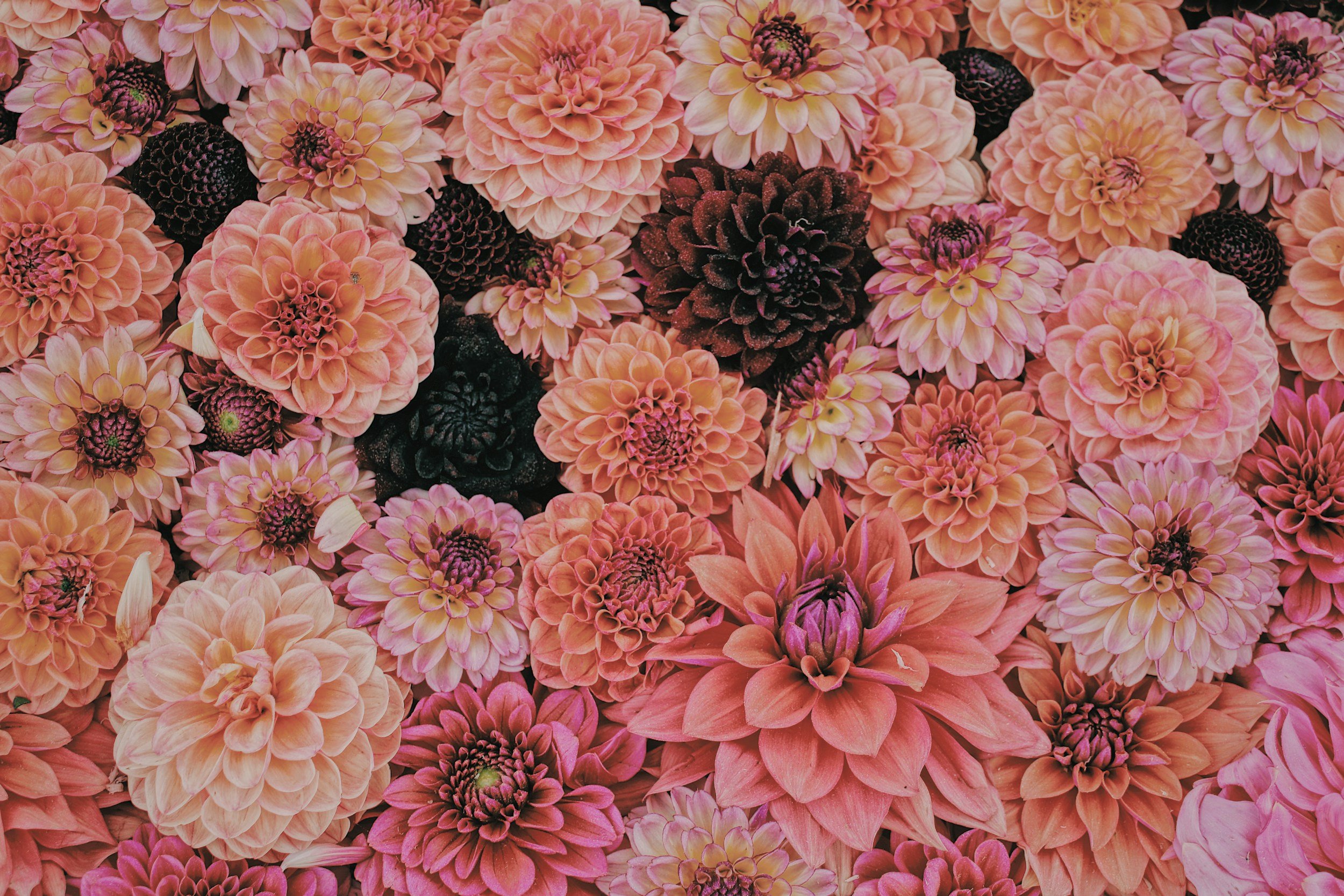 pink dahlias wedding